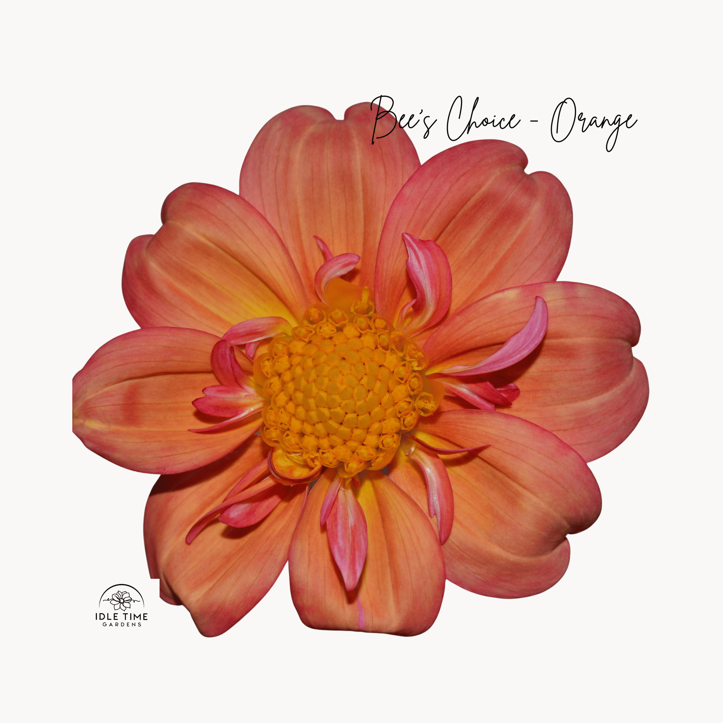 Bee's Choice Orange - Single Close Up.png