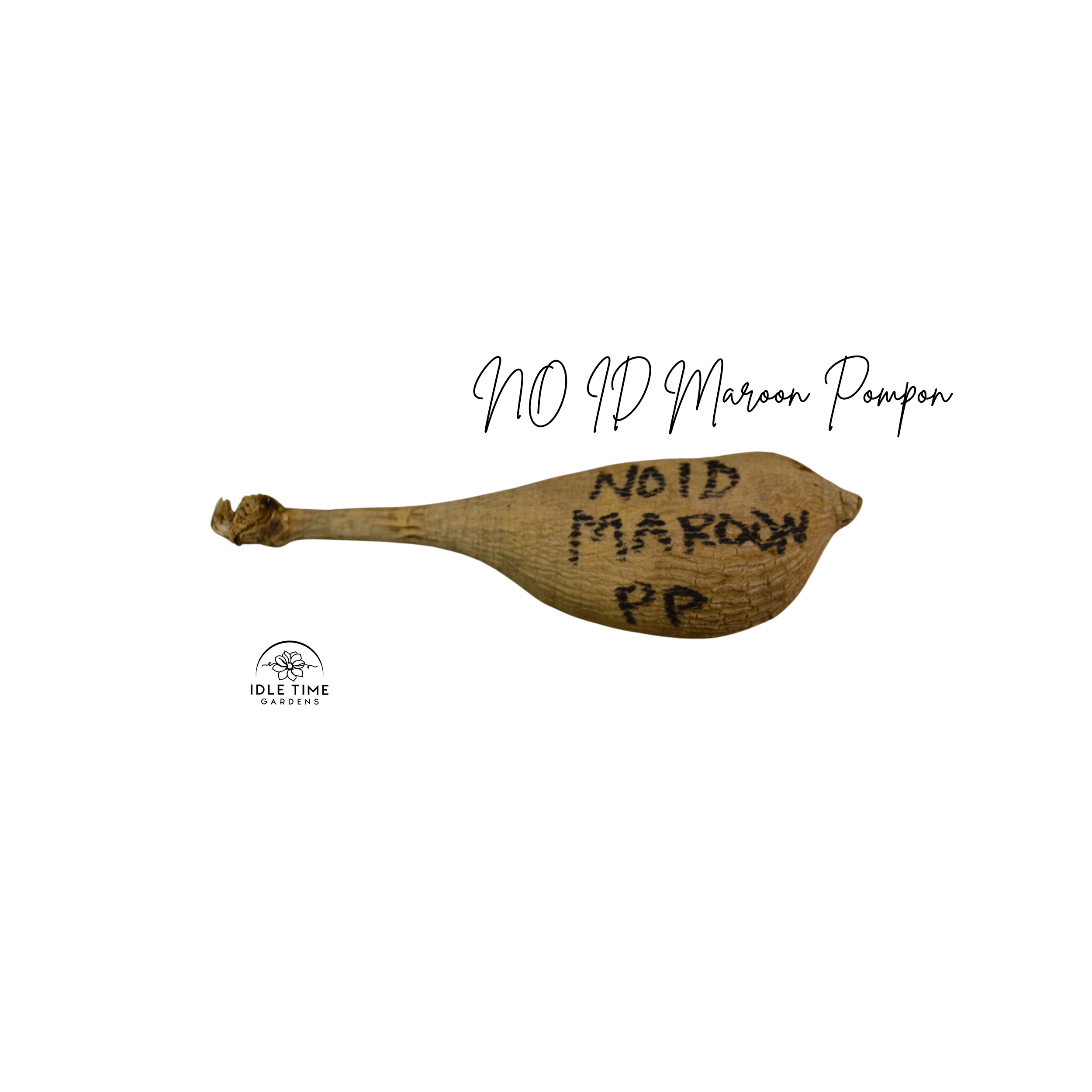 NO ID Maroon Pompon Tuber WT.png