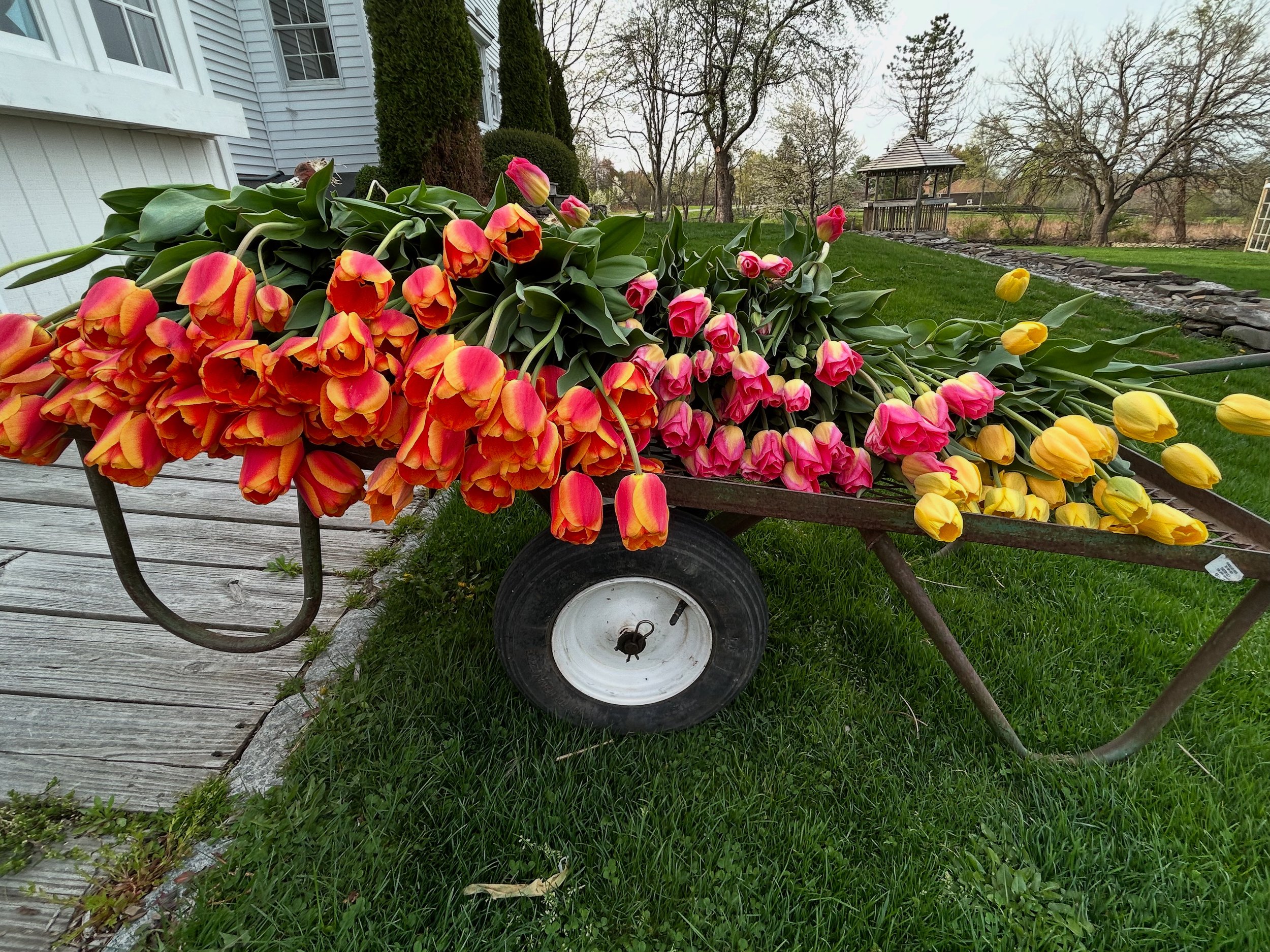 Tulips