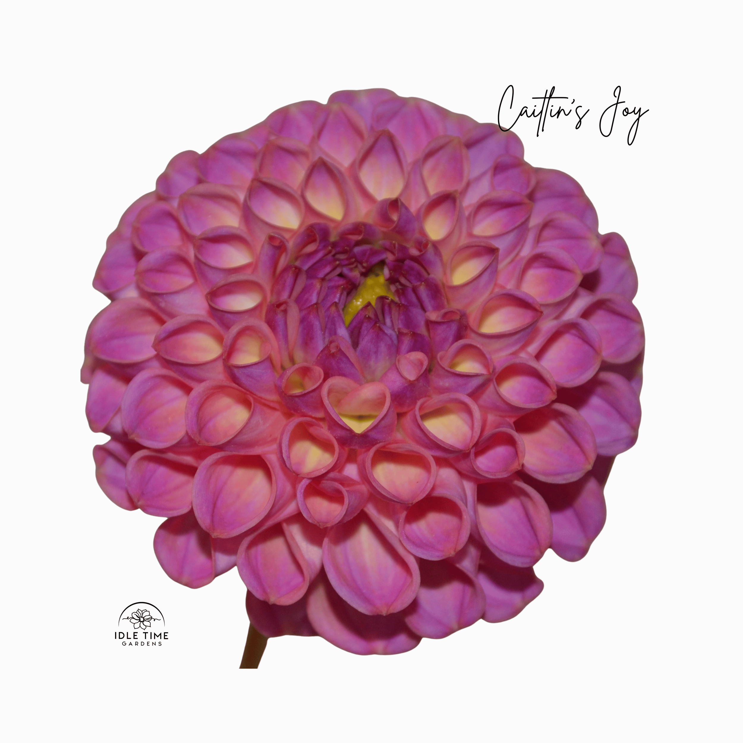 Caitlin’s Joy - Single.png