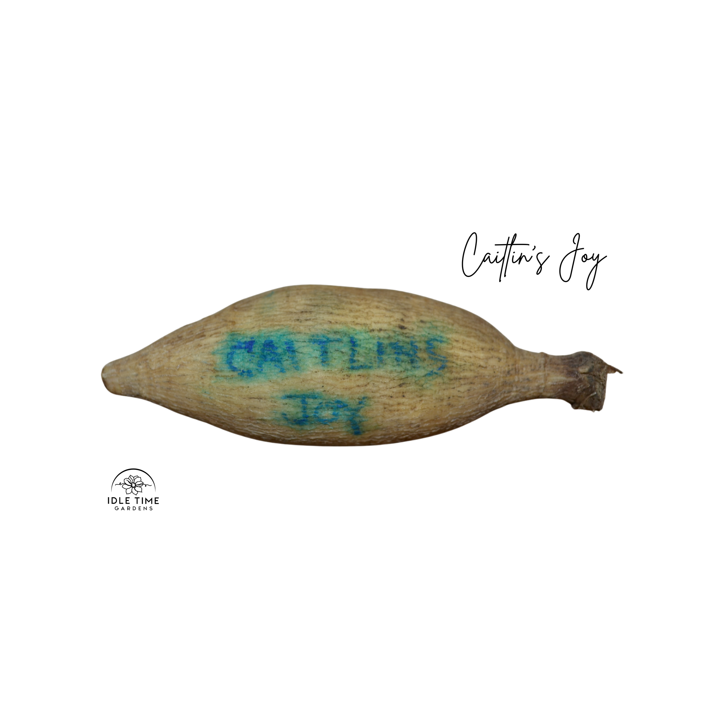 Caitlin’s Joy Tuber WT.png