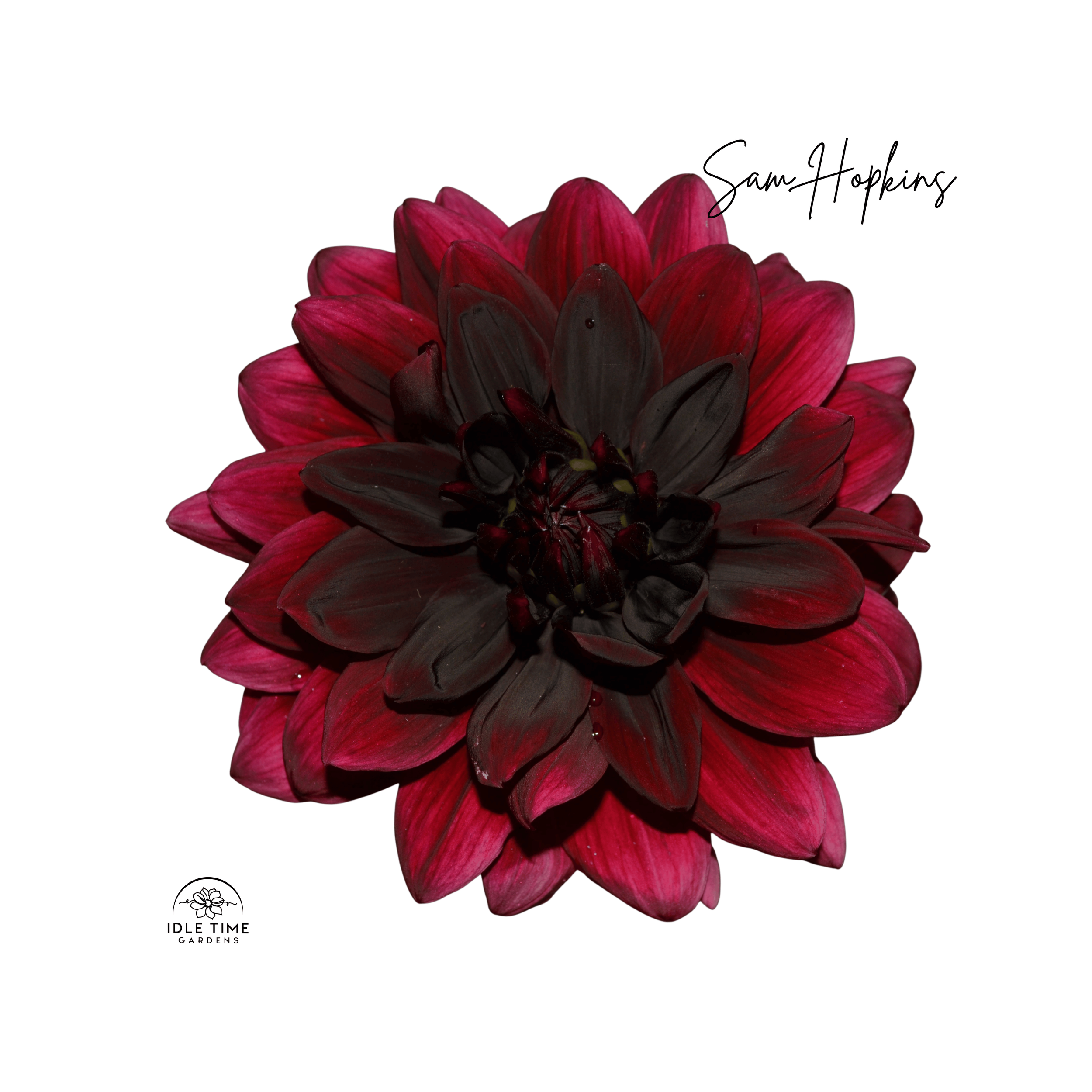 Sam Hopkins - Single.png