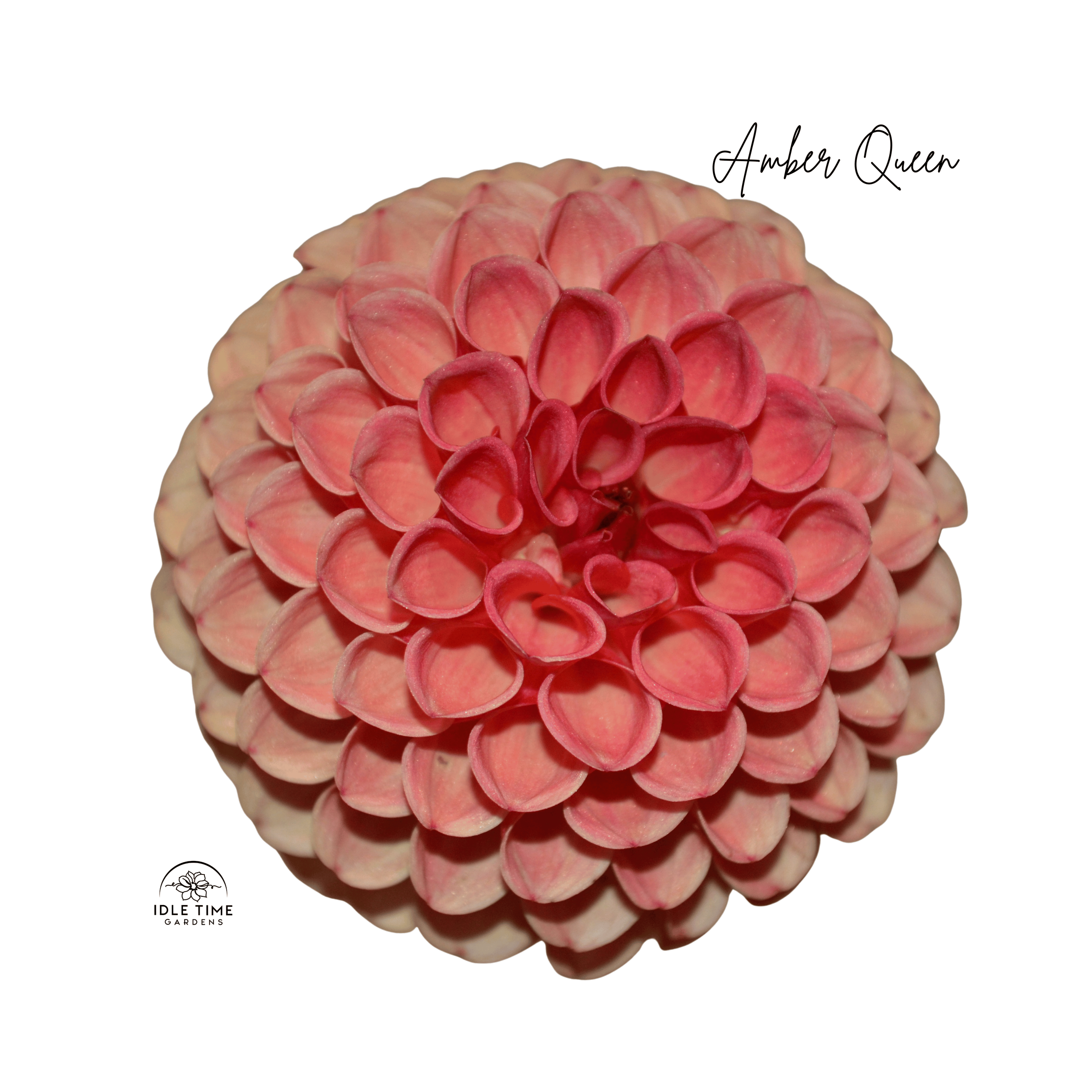 Amber Queen - Single Close Up.png