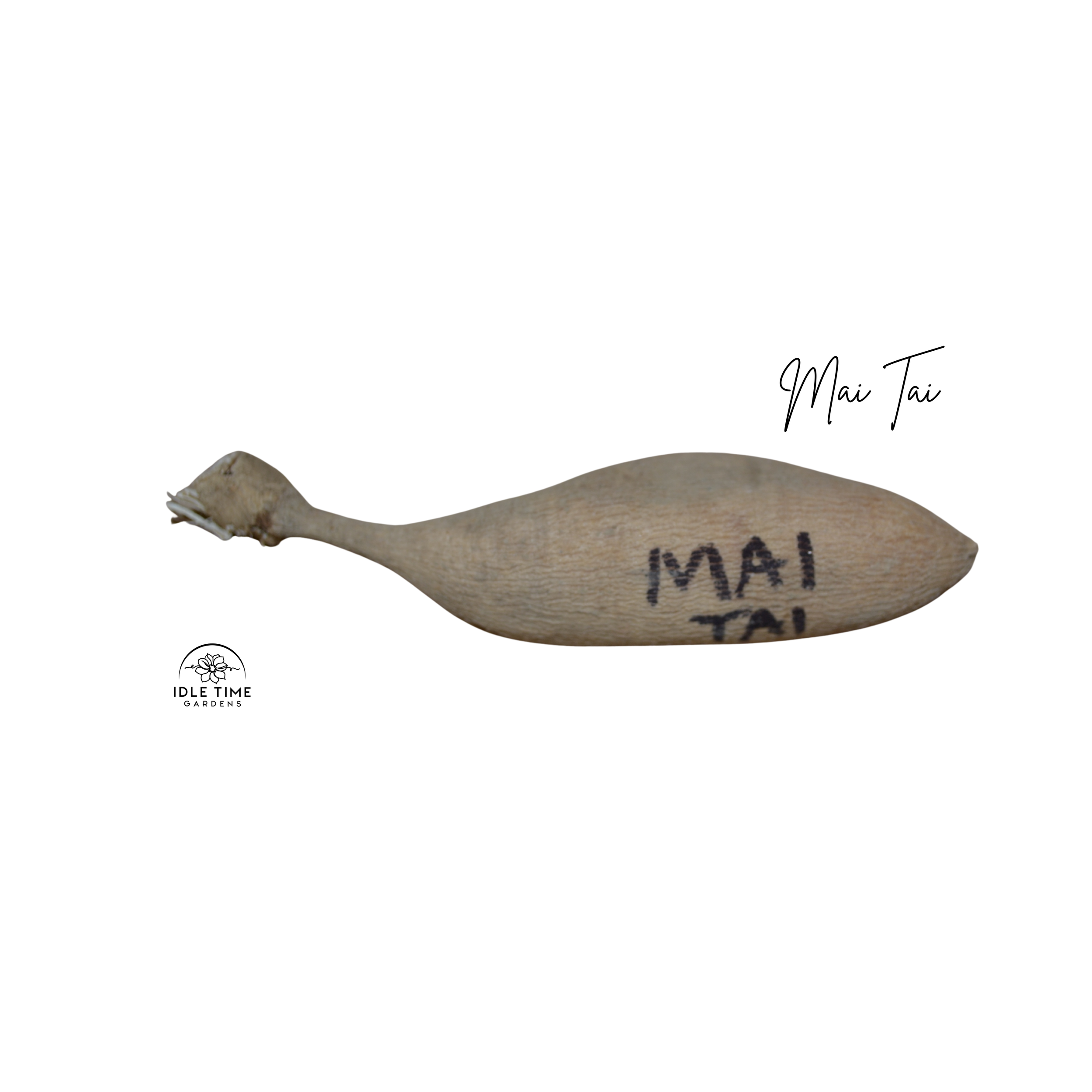 Mai Tai Tuber WT.png