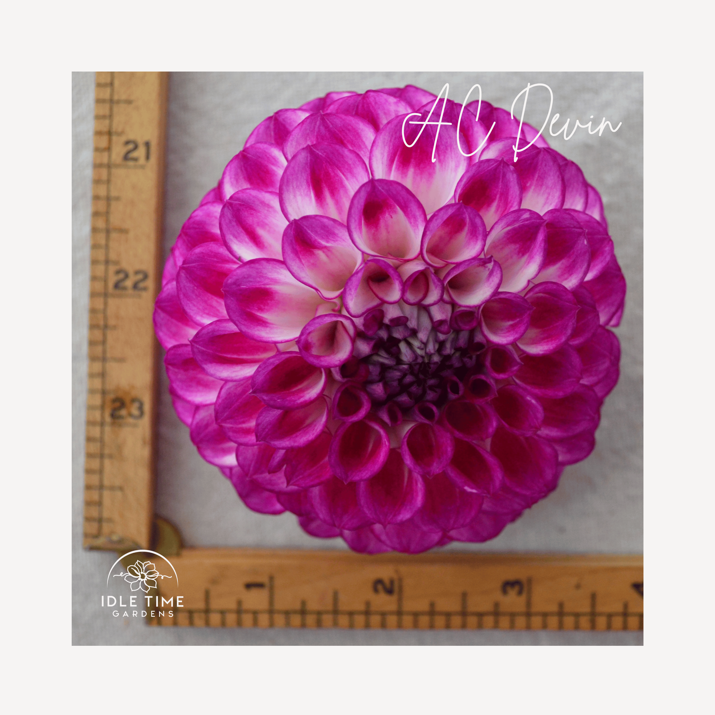 AC Devin - Measure.png