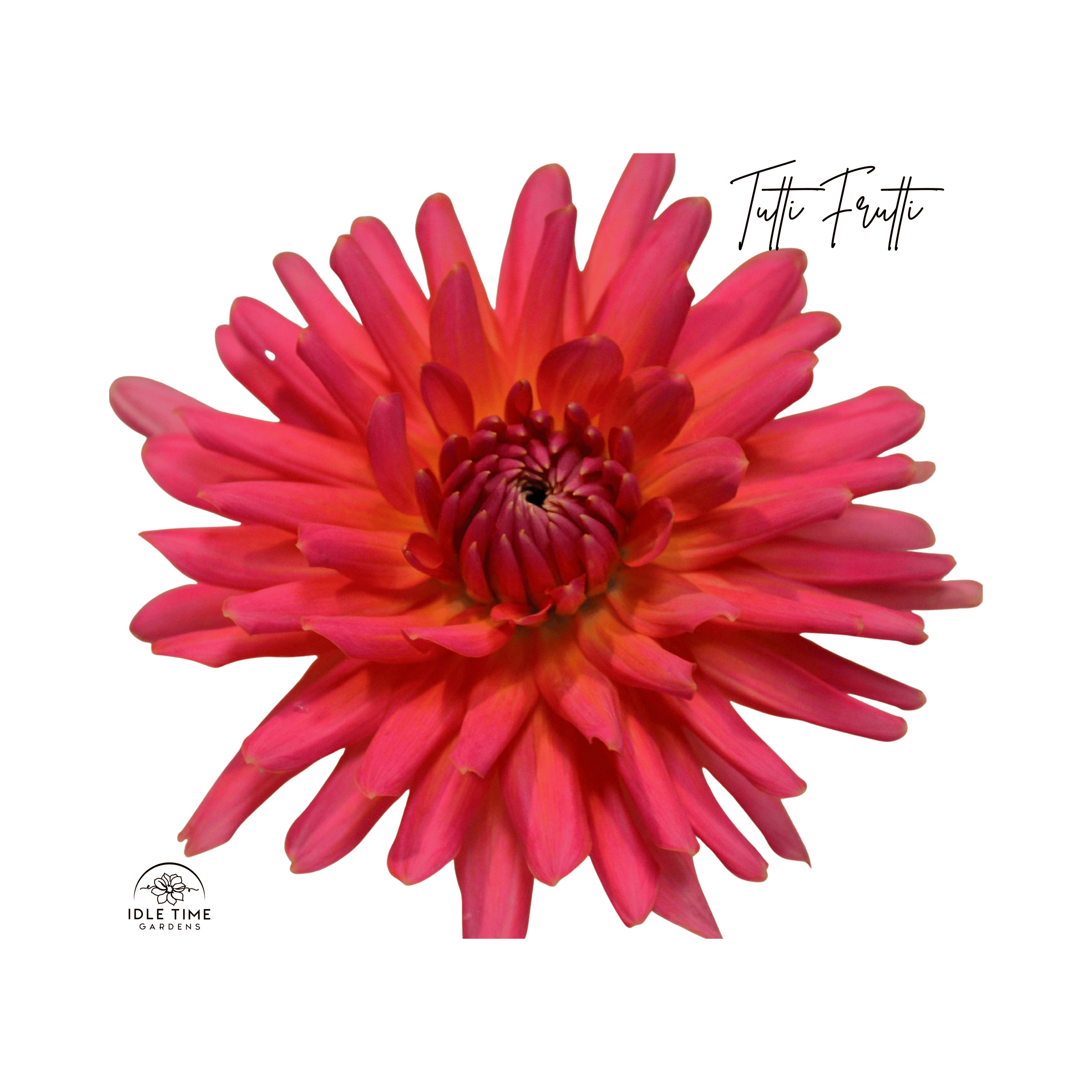 Tutti Frutti - Single.png