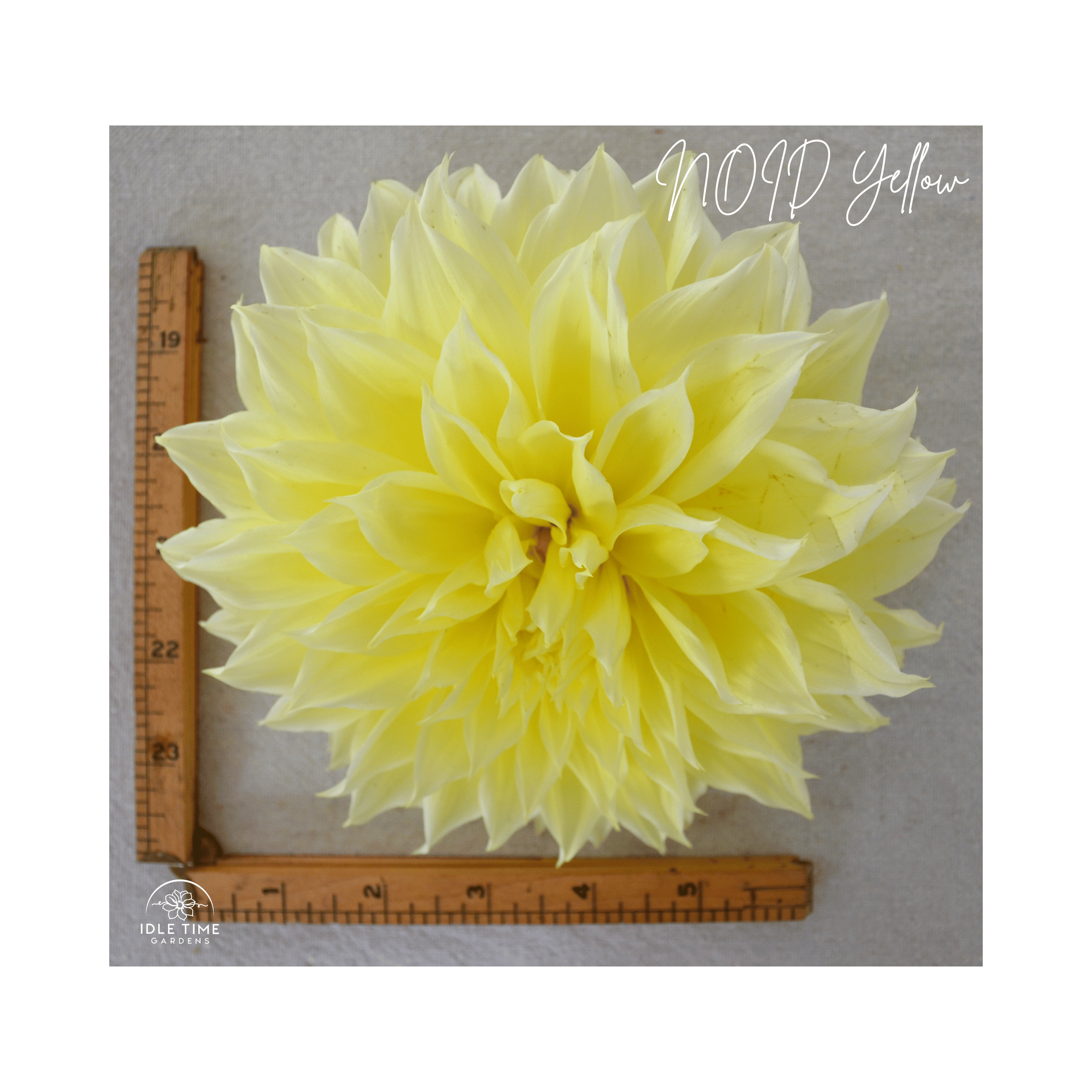 NOID Yellow - Measure.png