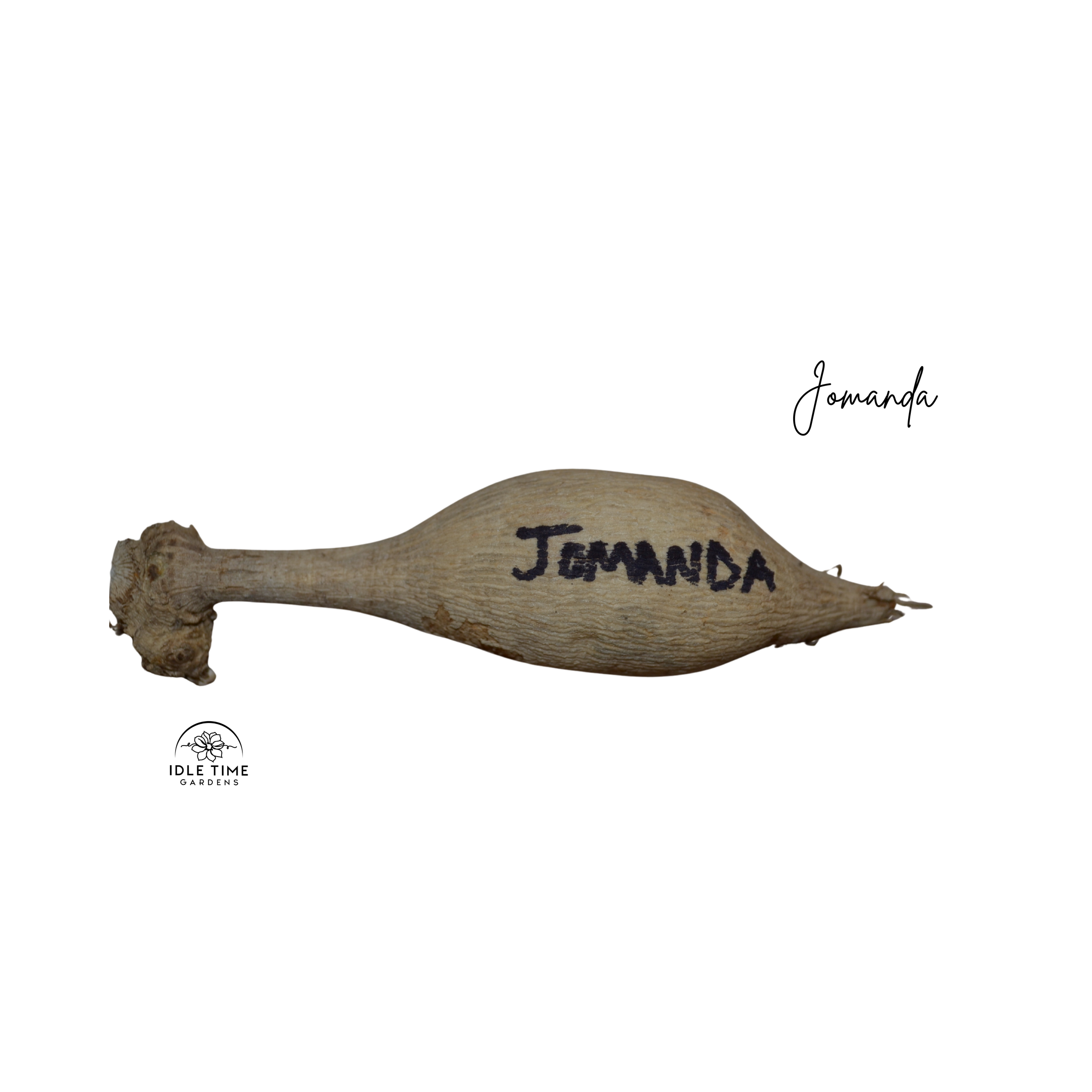 Jomanda Tuber WT.png