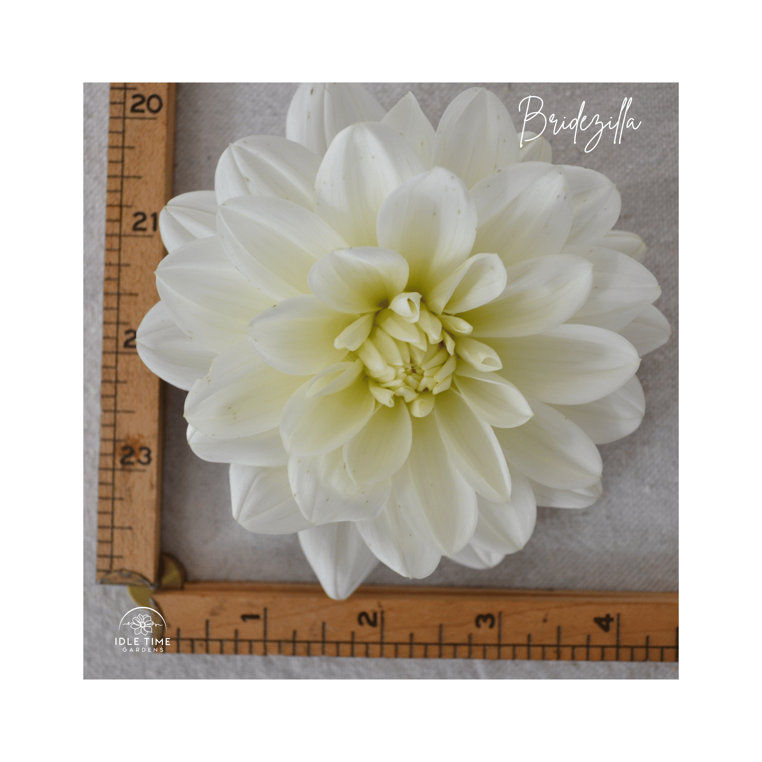 Bridezilla - Measure.png