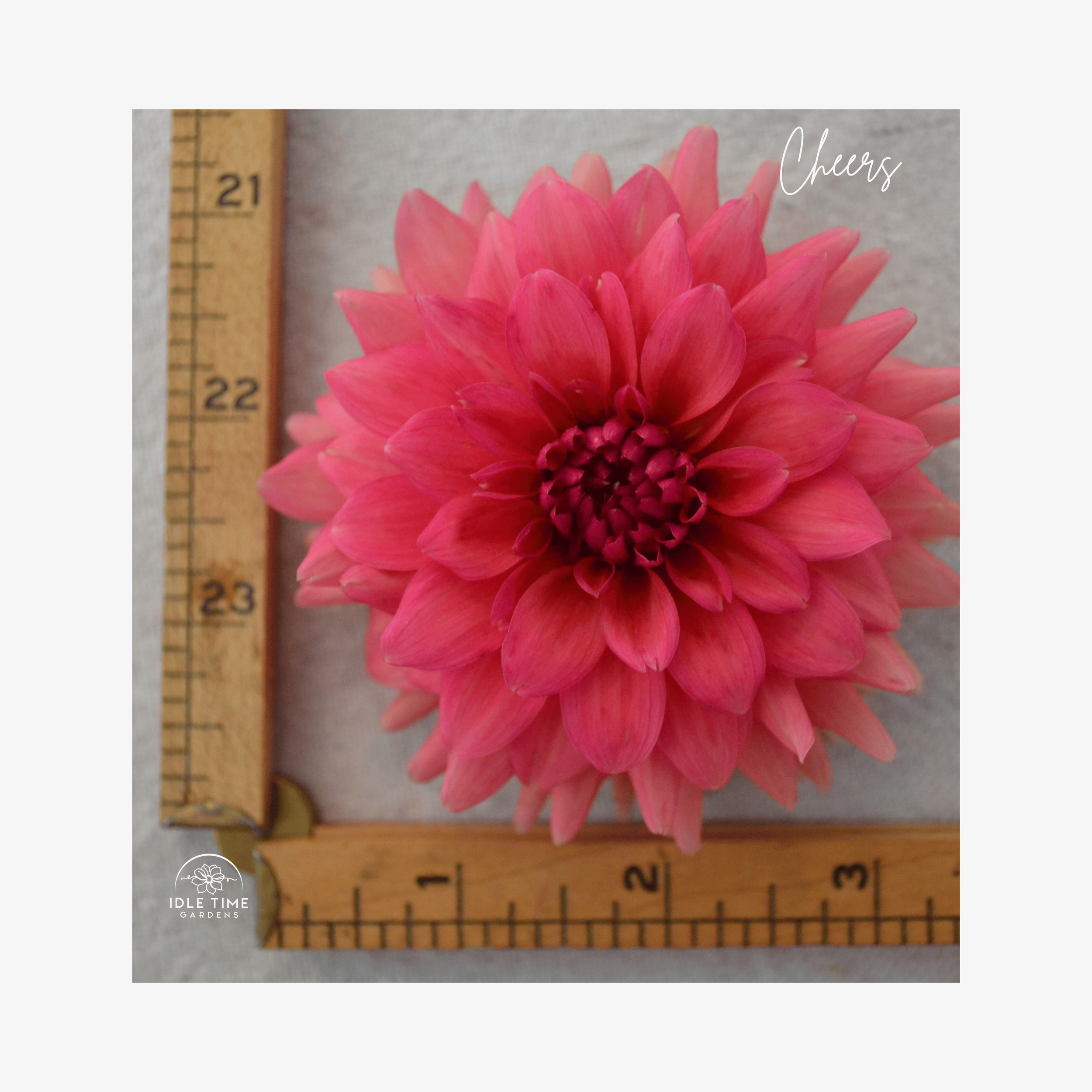 Cheers - Measure.png