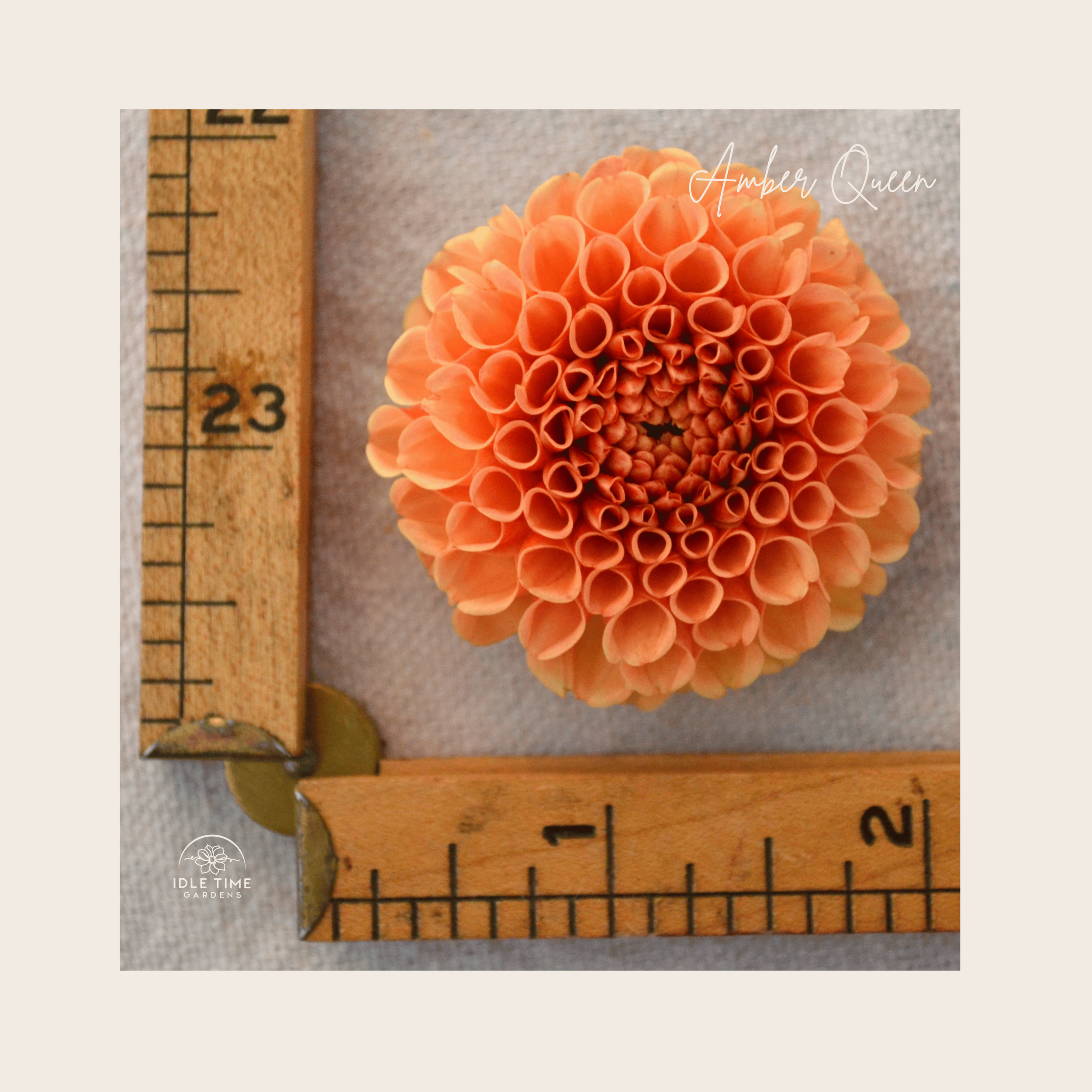 Amber Queen - Measure.png