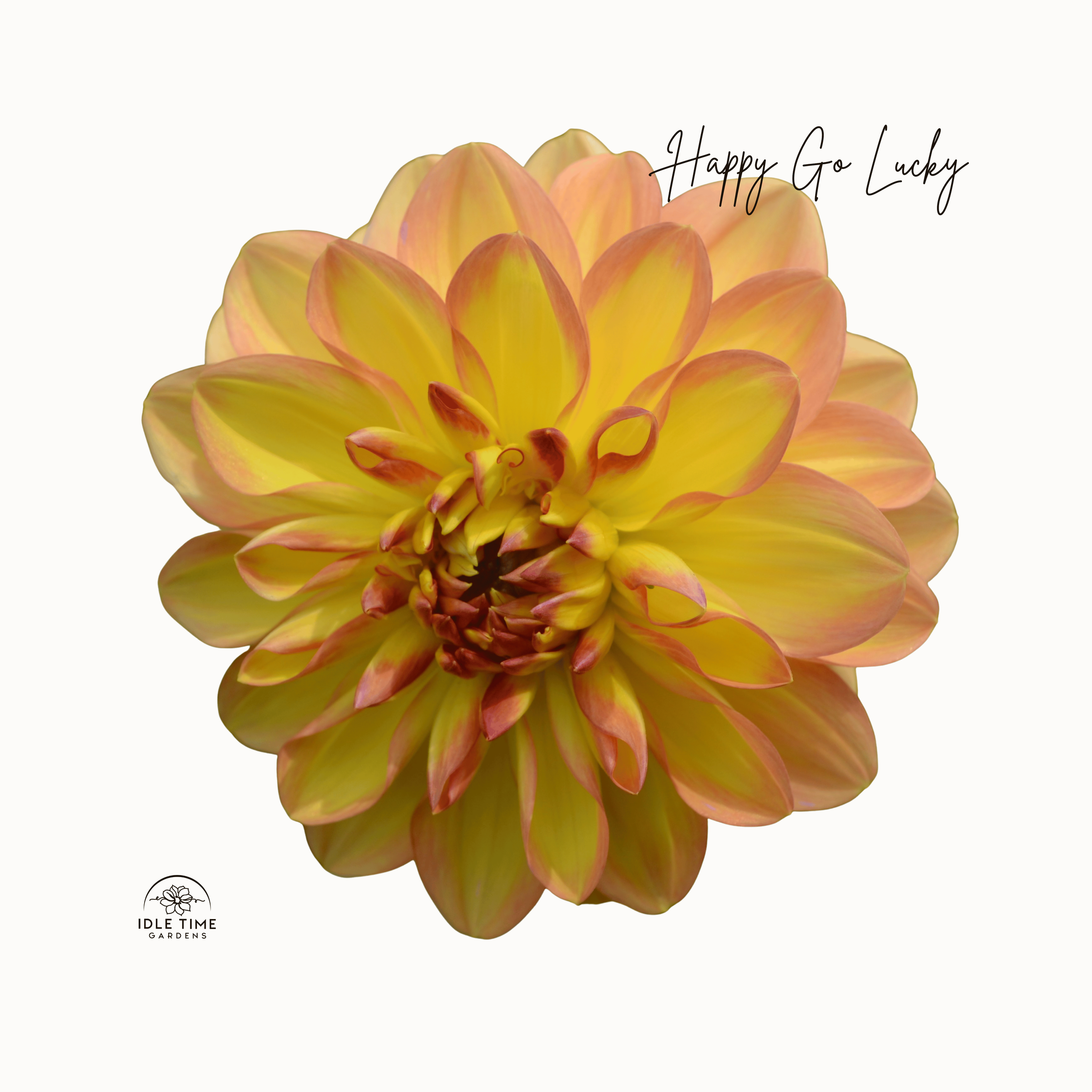 Happy Go Lucky - Single.png