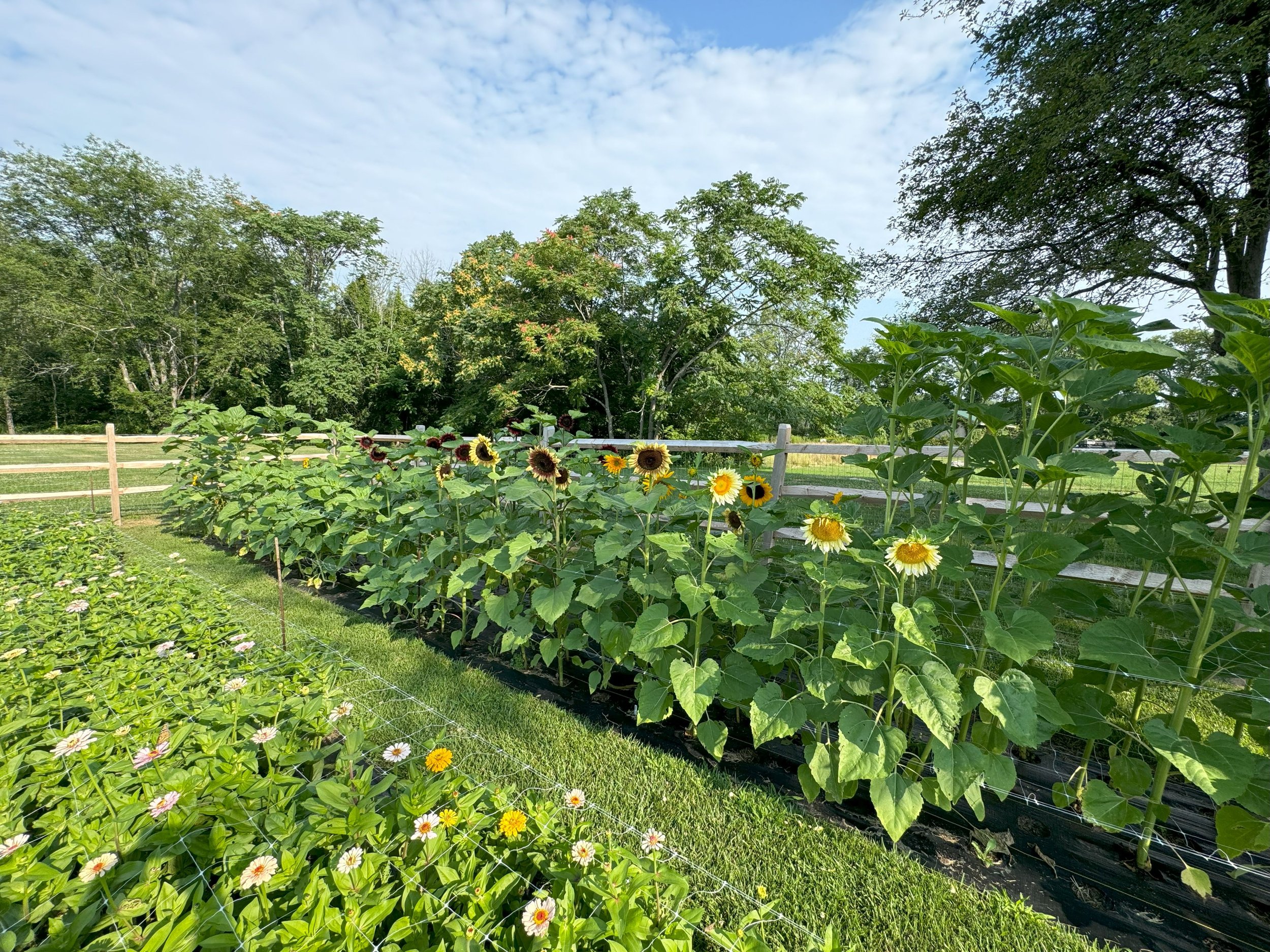 ProCut Sunflowers