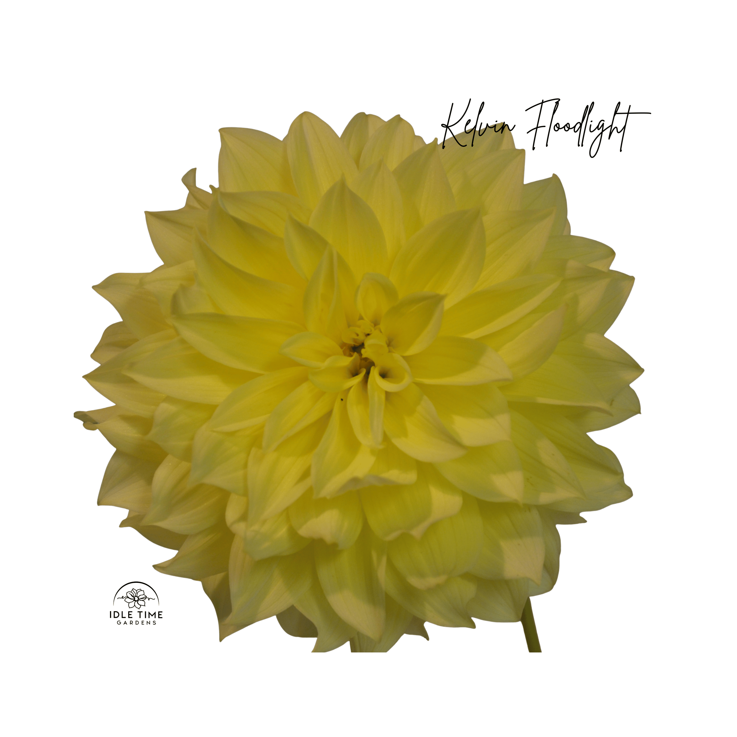 Kelvin Floodlight - Single.png