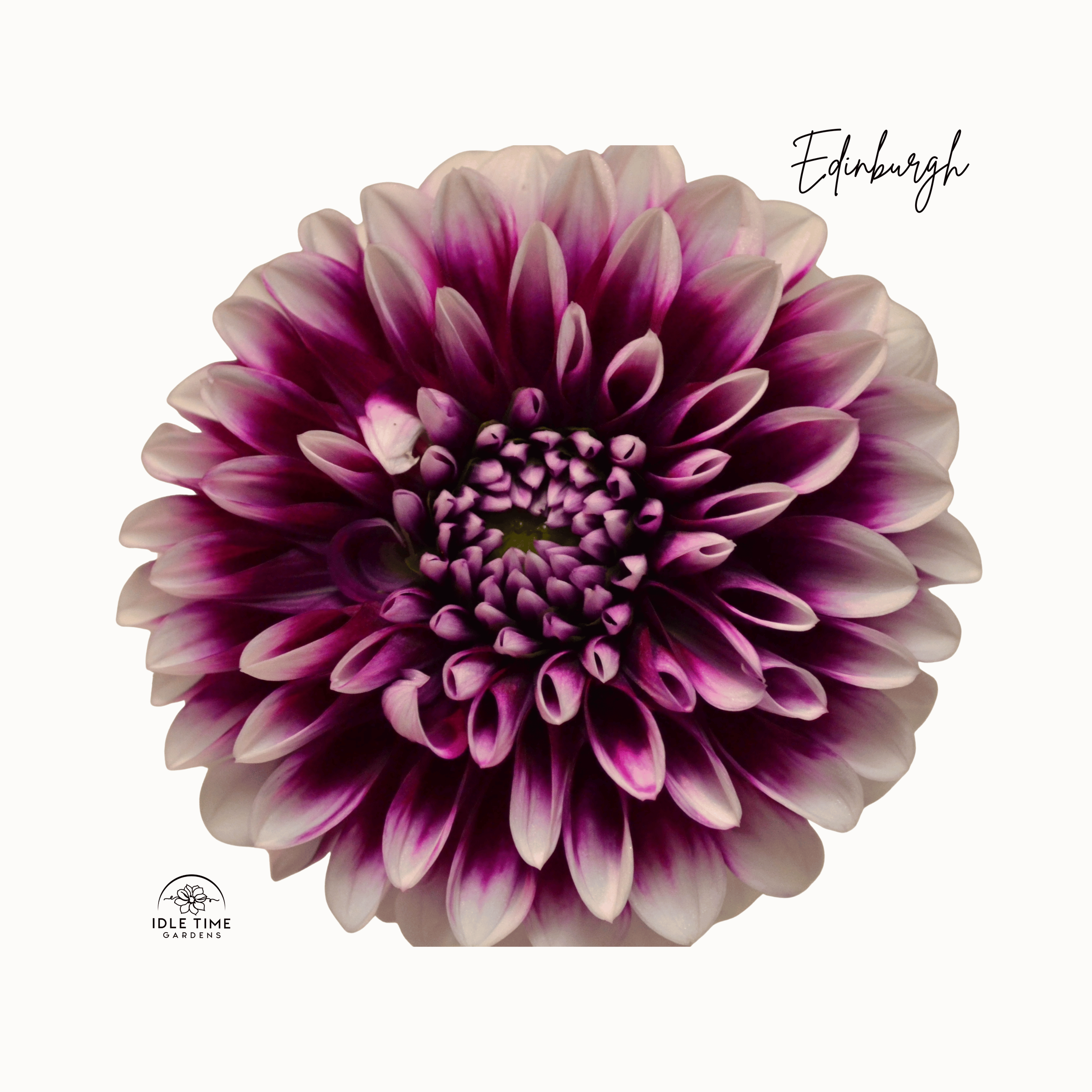 Edinburgh - Single.png