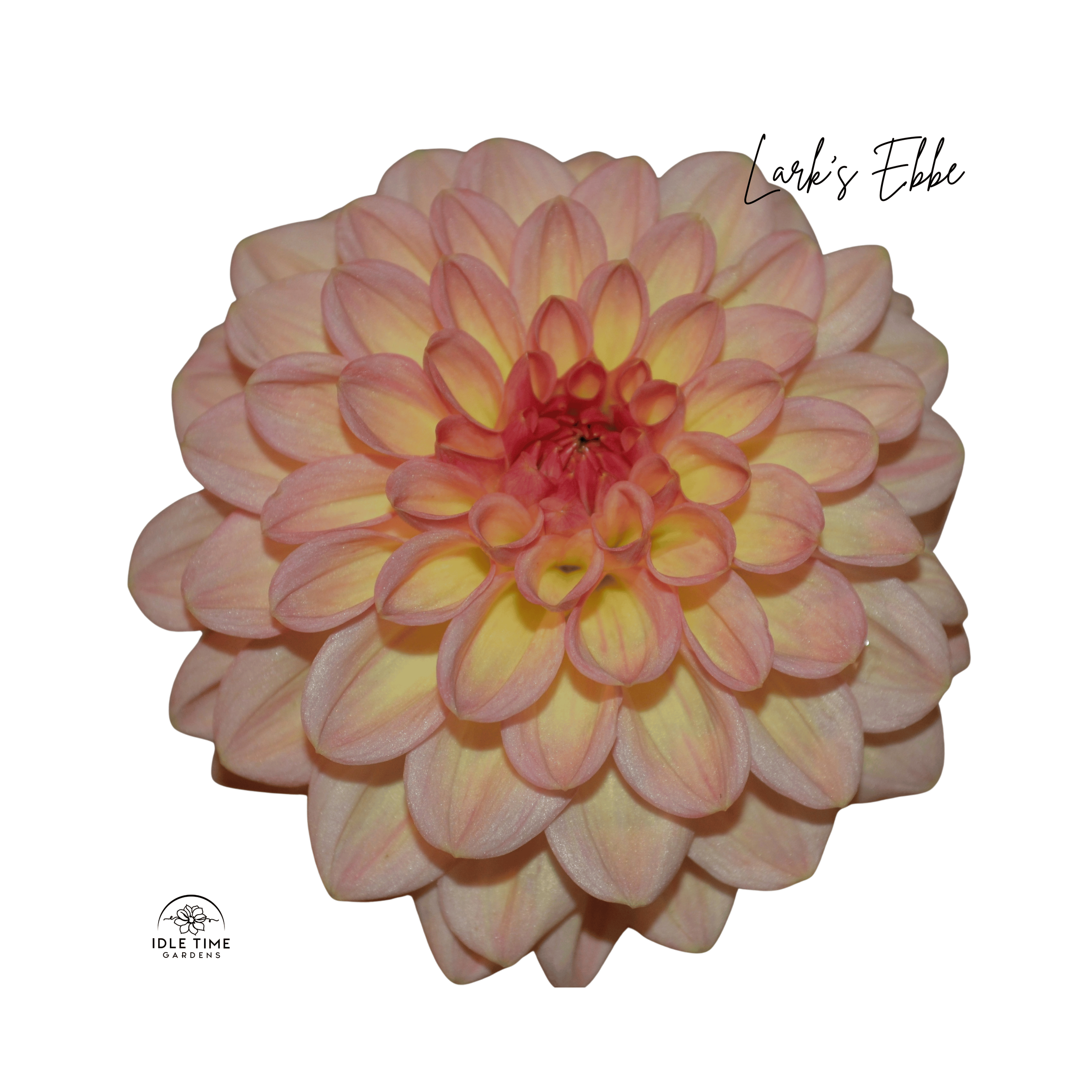 Lark’s Ebbe - Single.png