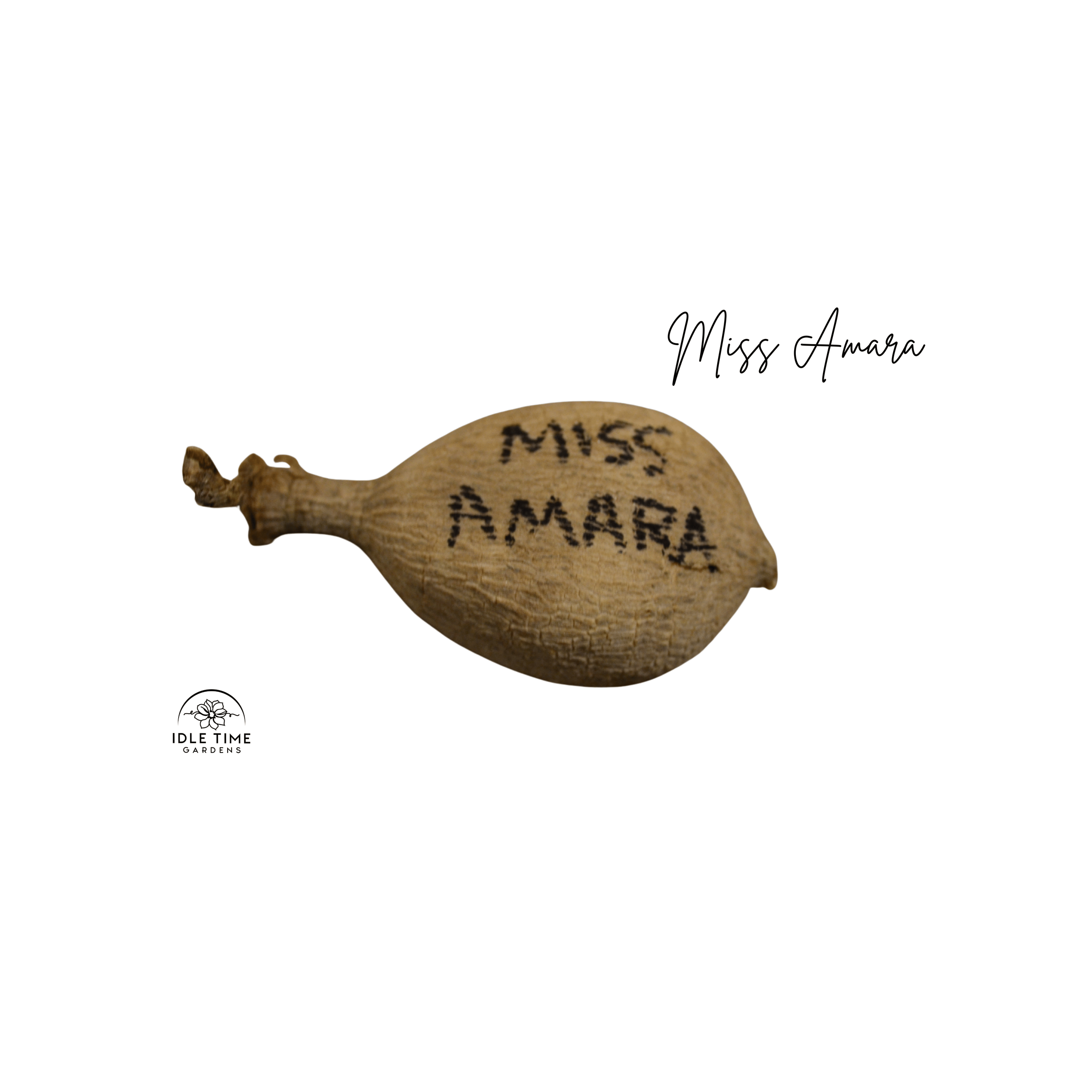 Miss Amara Tuber WT.png