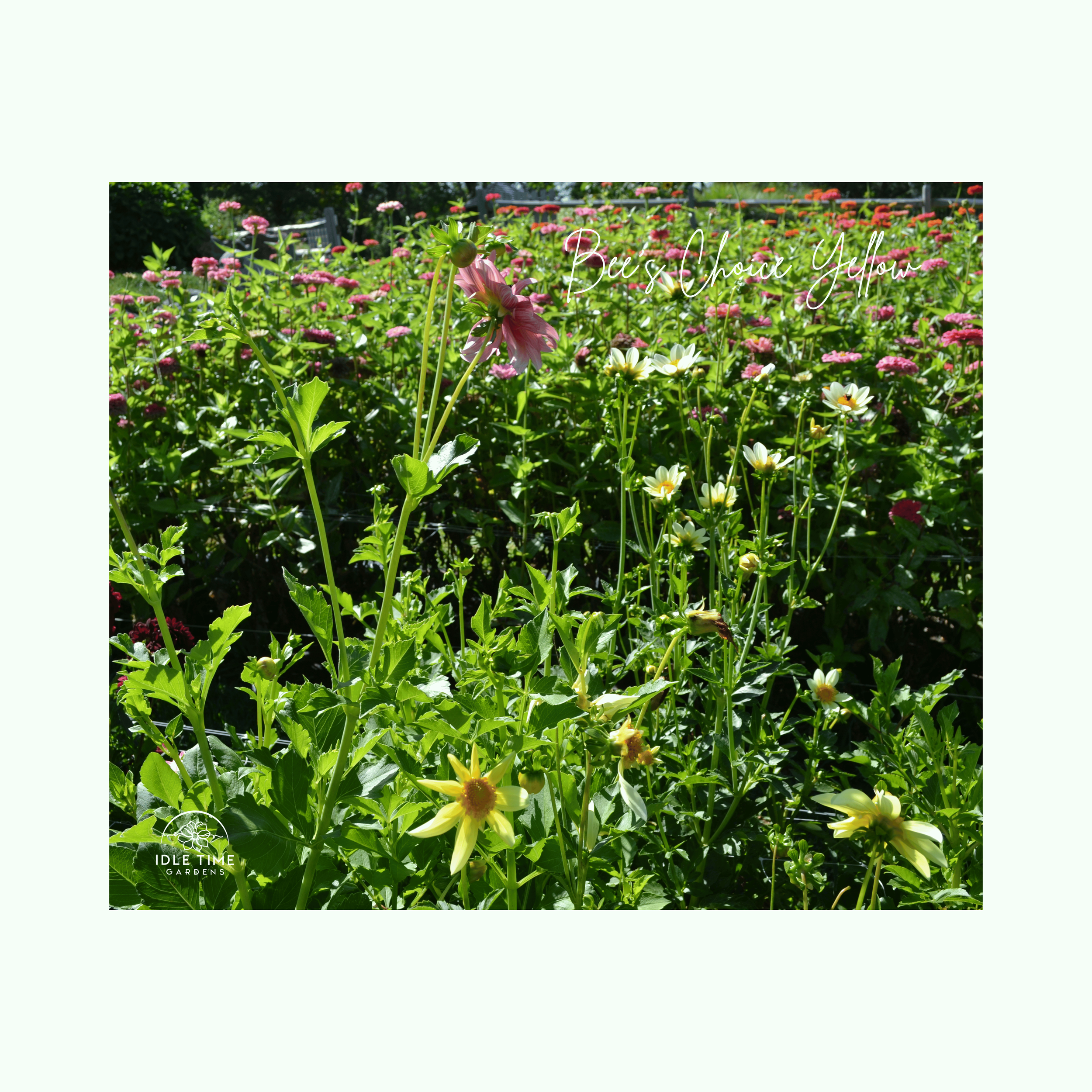 Bee's Choice Yellow - In Field Group.png