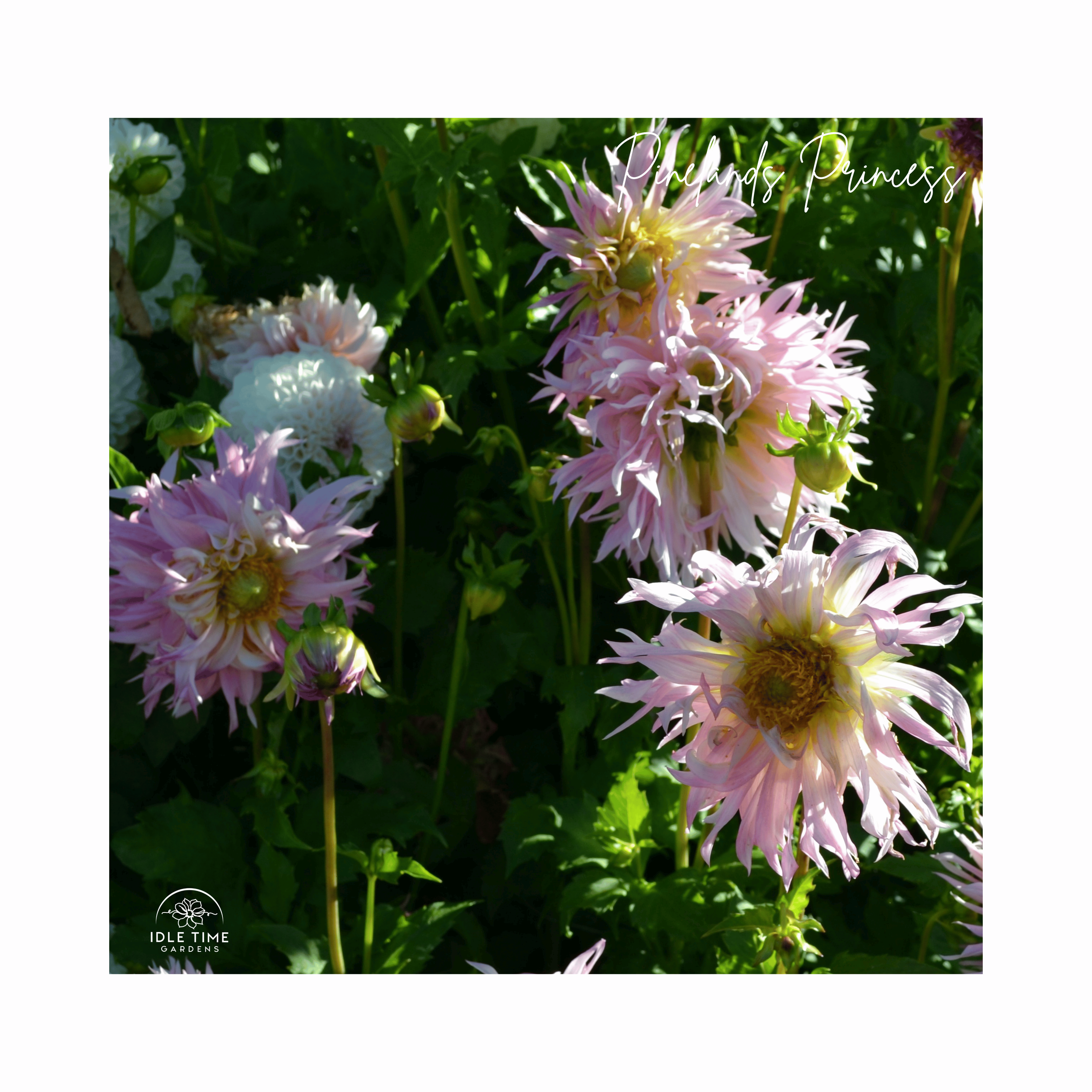 Pinelands Princess - In Field Group.png