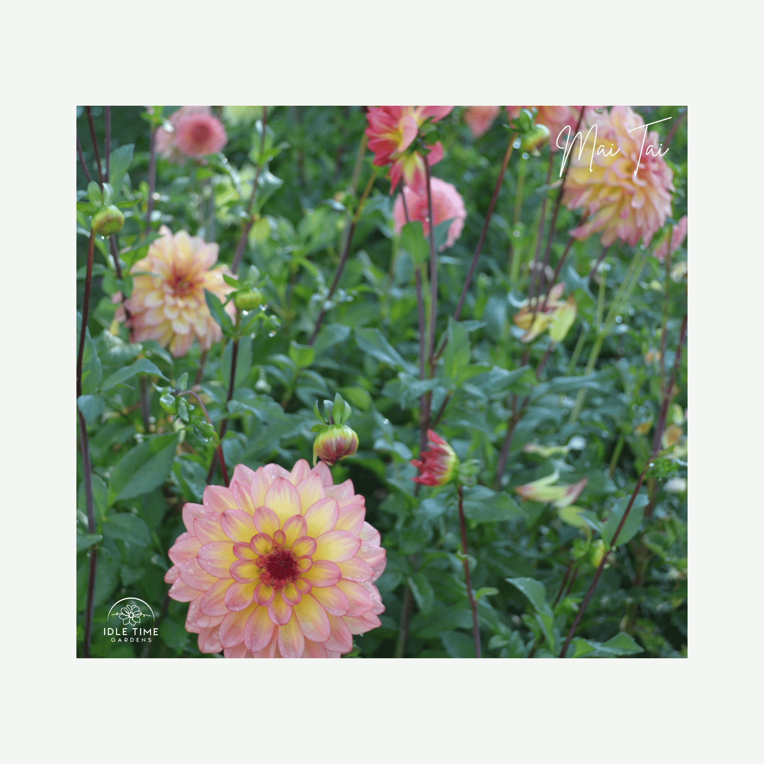 Mai Tai - In Field Group.png
