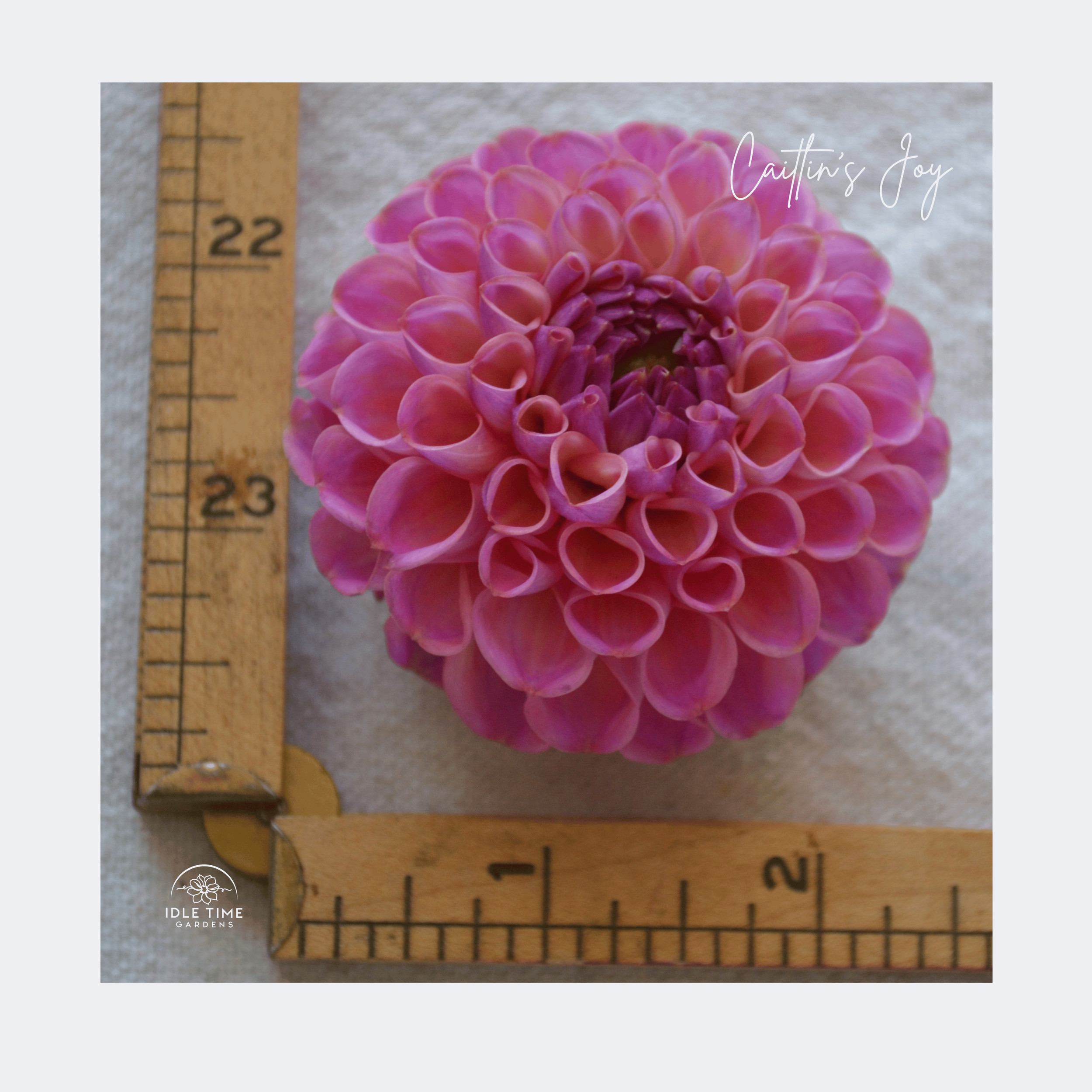 Caitlin's Joy - Measure.png