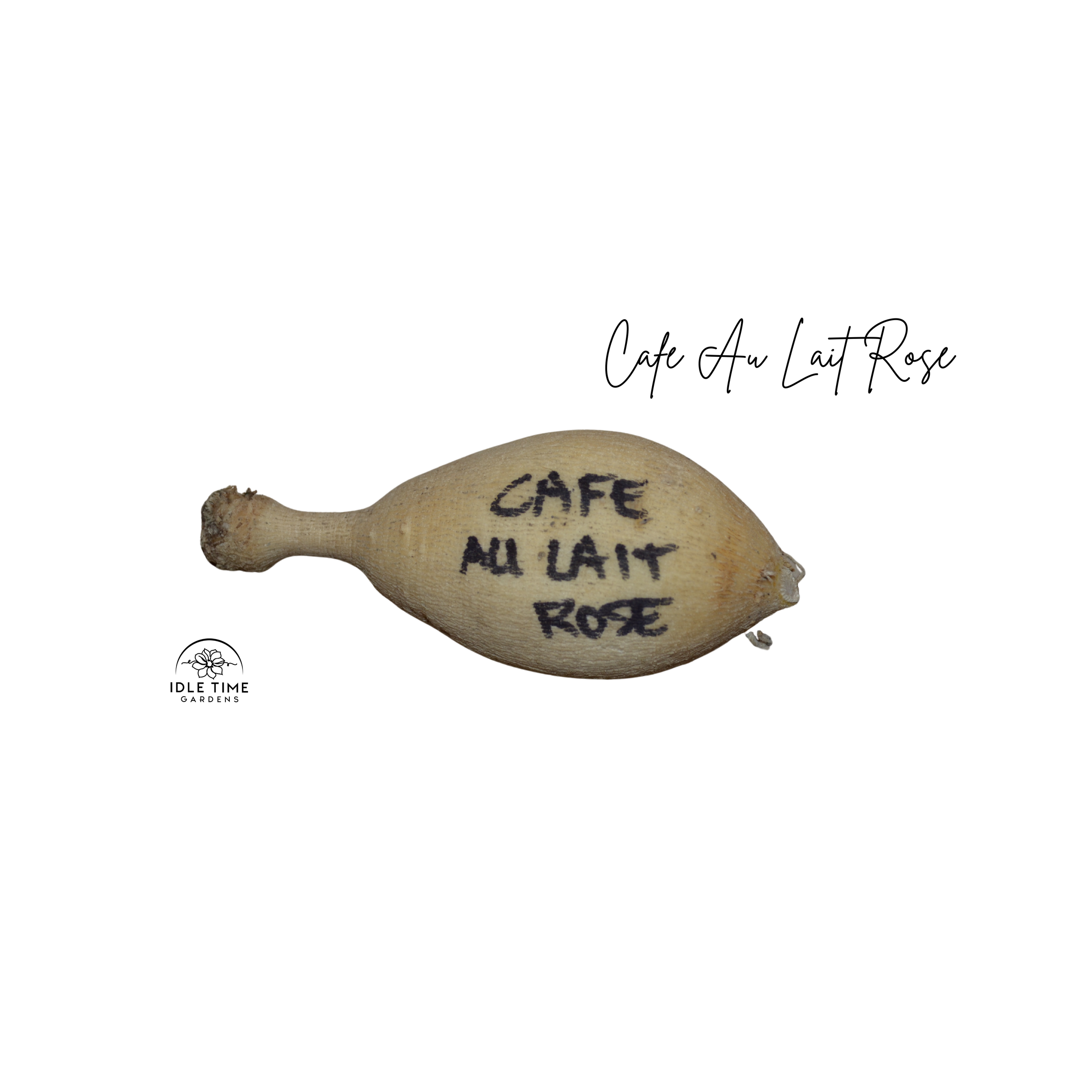 Cafe Au Lait Rose Tuber WT.png