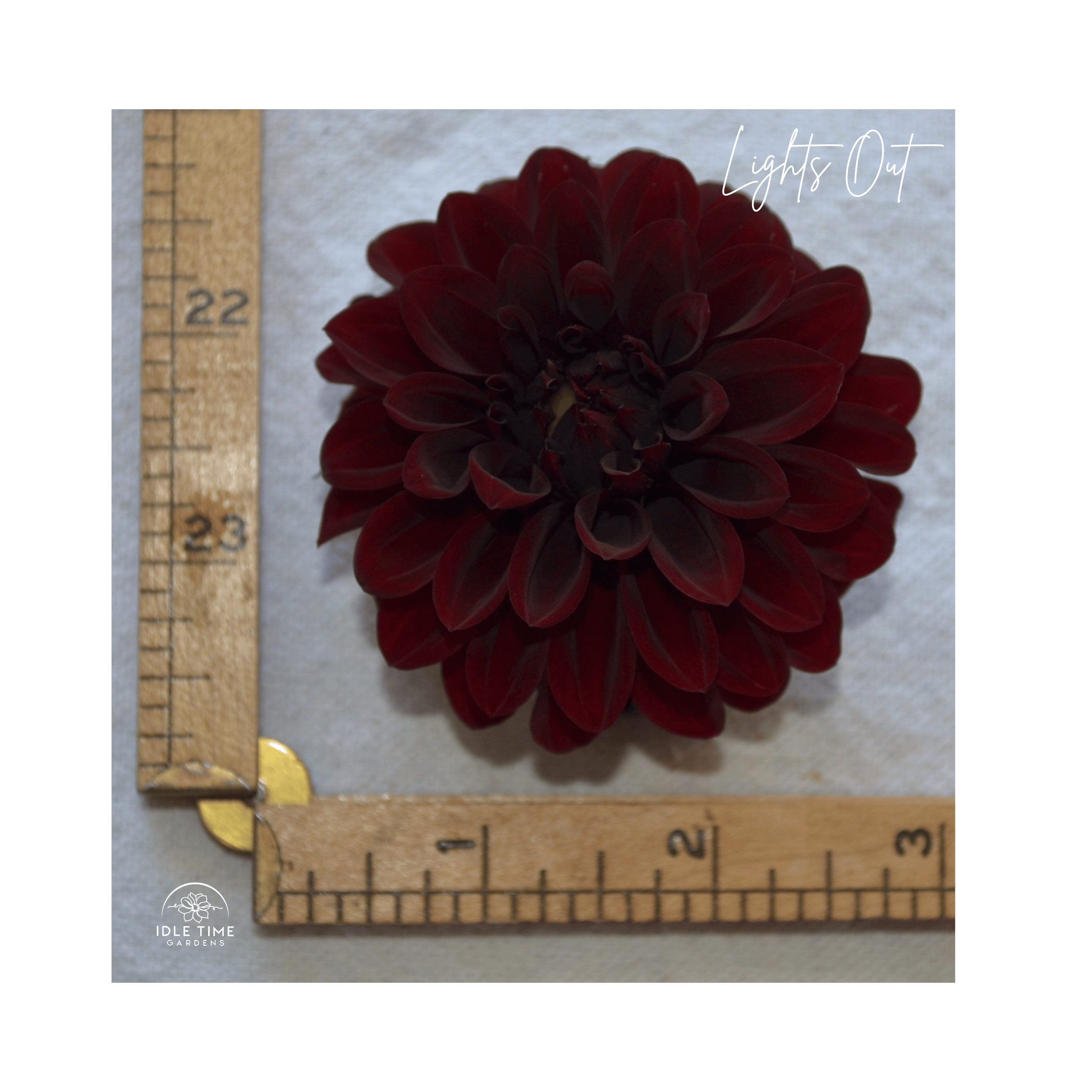 Lights Out - Measure.png