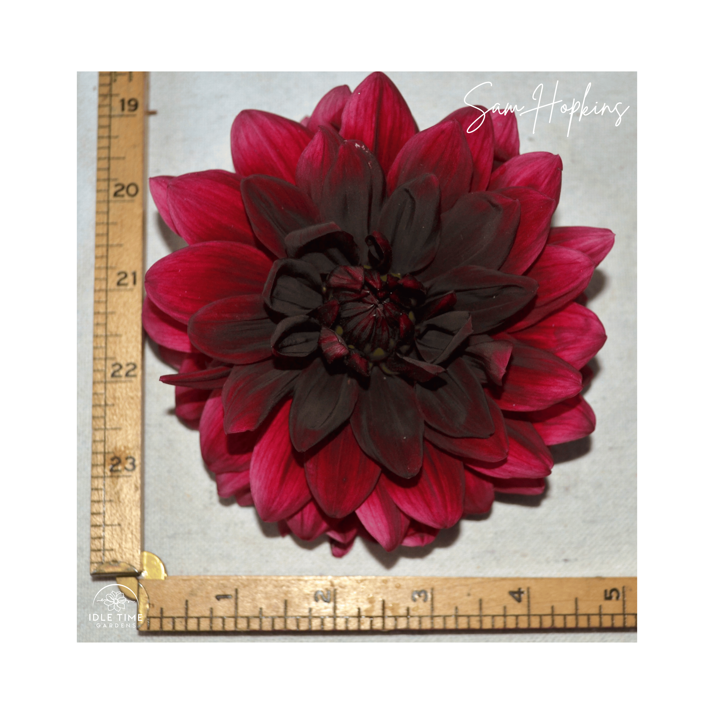 Sam Hopkins - Measure.png