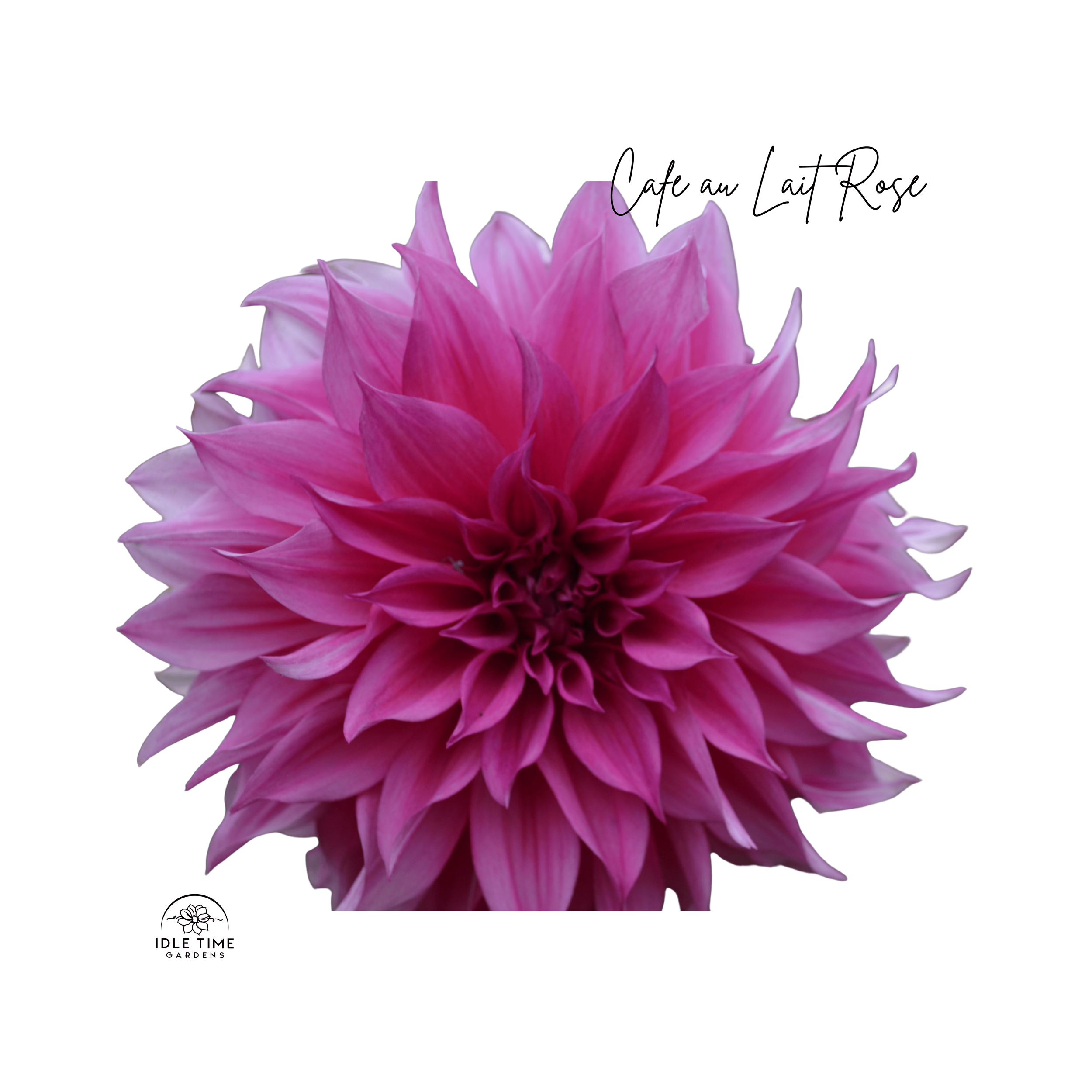 Cafe au Lait Rose - Single.png