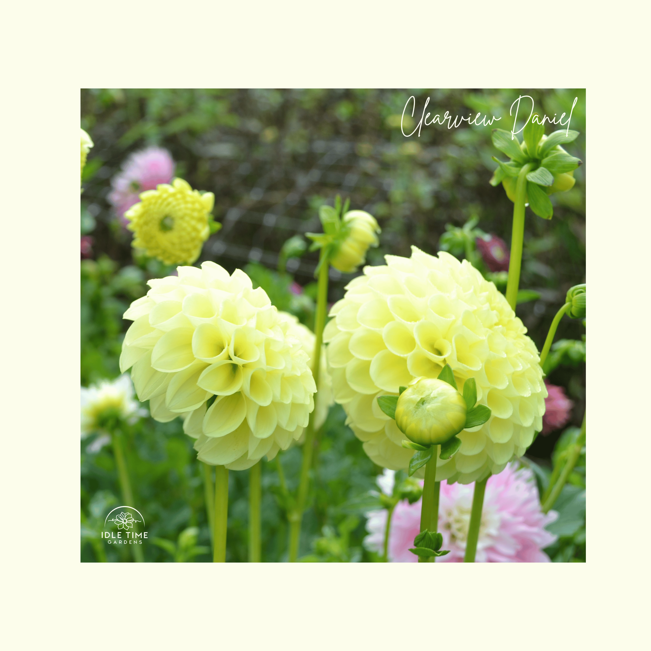 Clearview Daniel - In Field Group.png