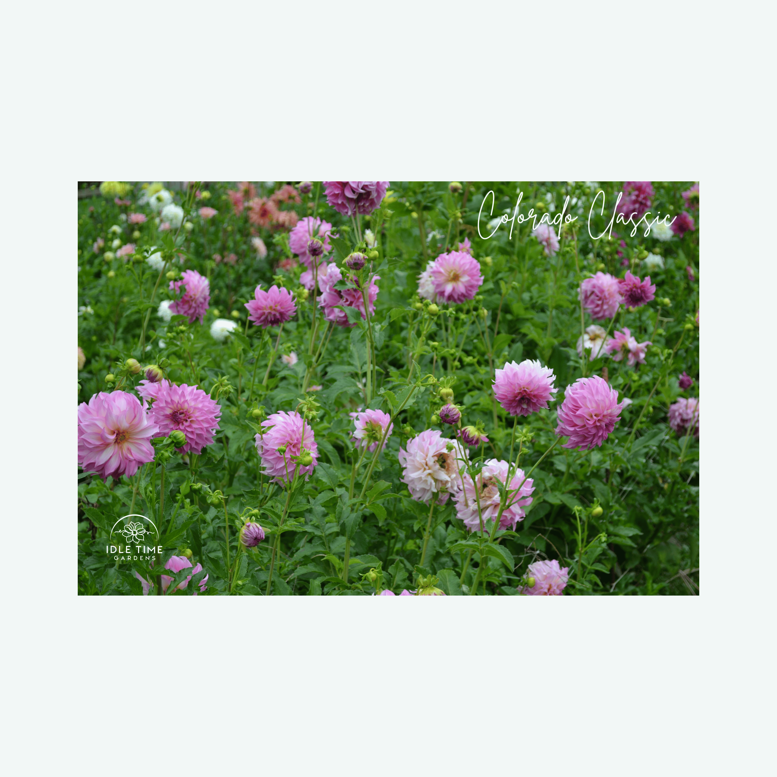 Colorado Classic - In Field Group.png