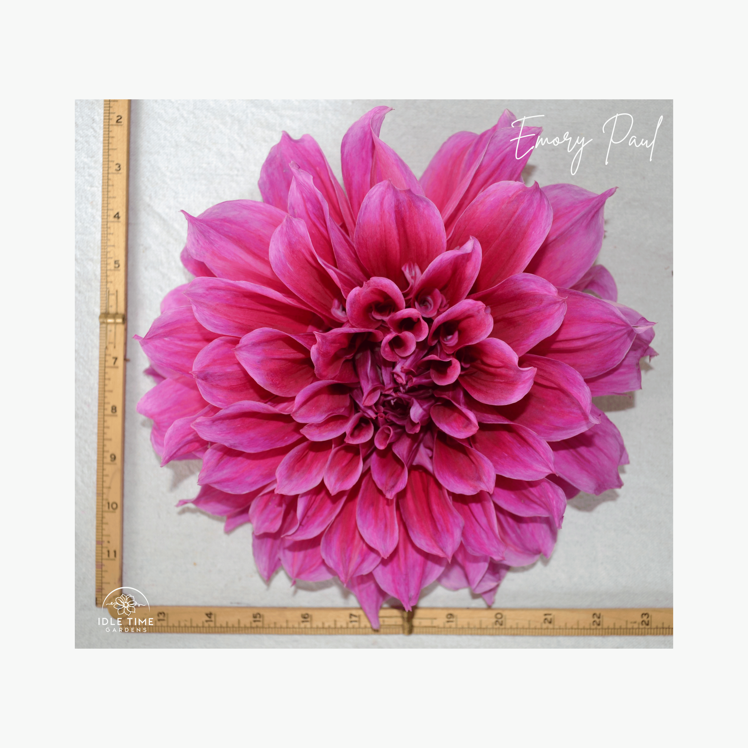 Emory Paul - Measure.png