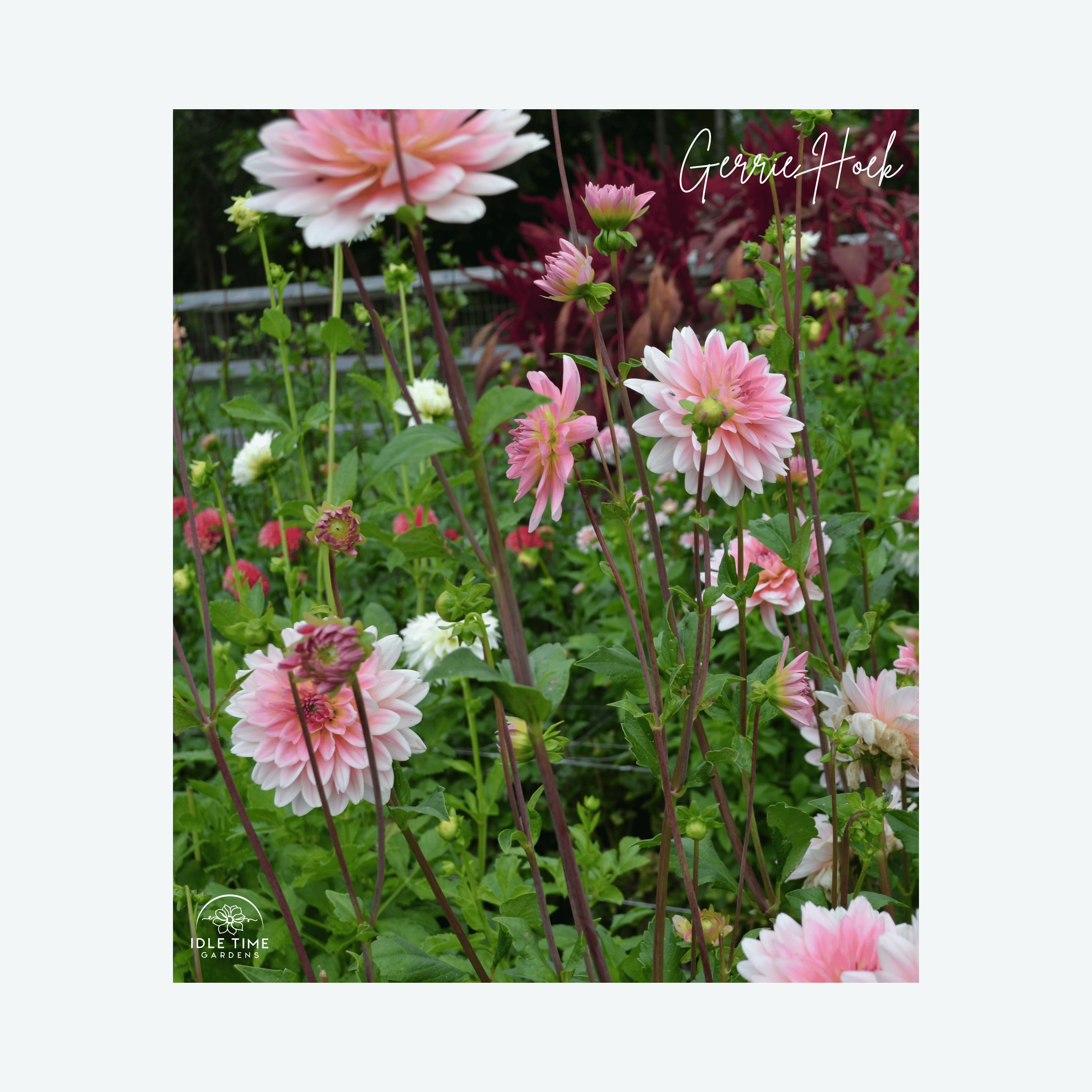 Gerrie Hoek - In Field Group.png