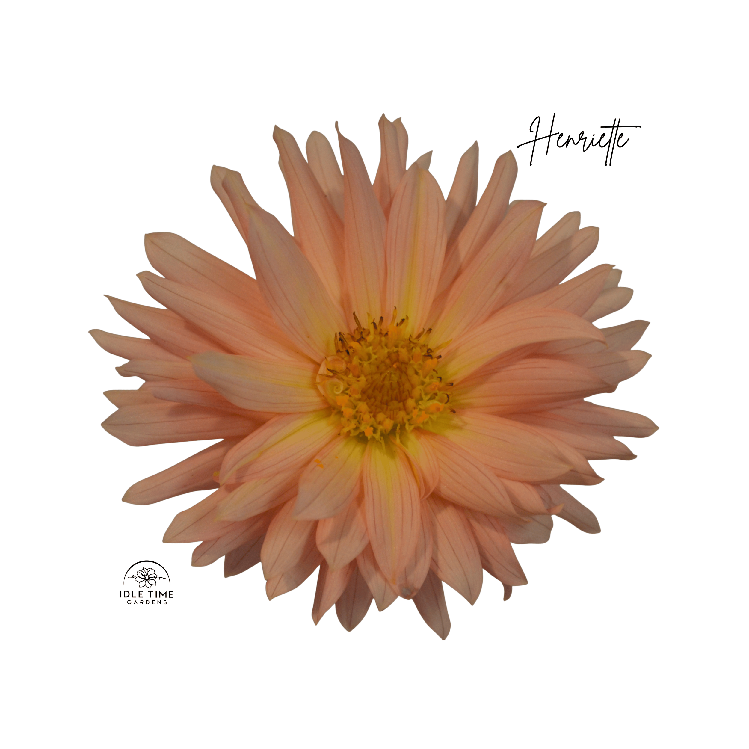 Henriette - Single.png