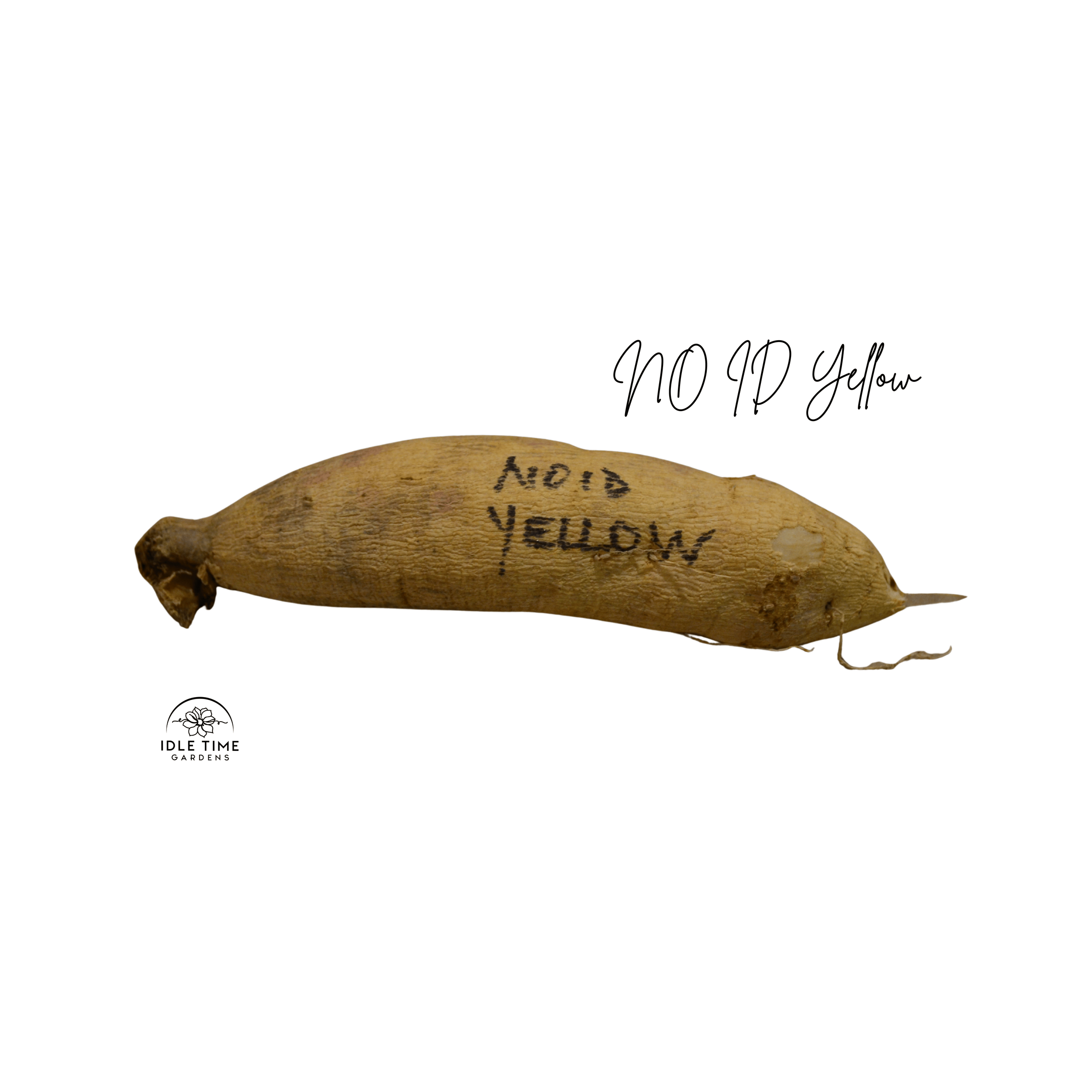 NO ID Yellow Tuber WT.png
