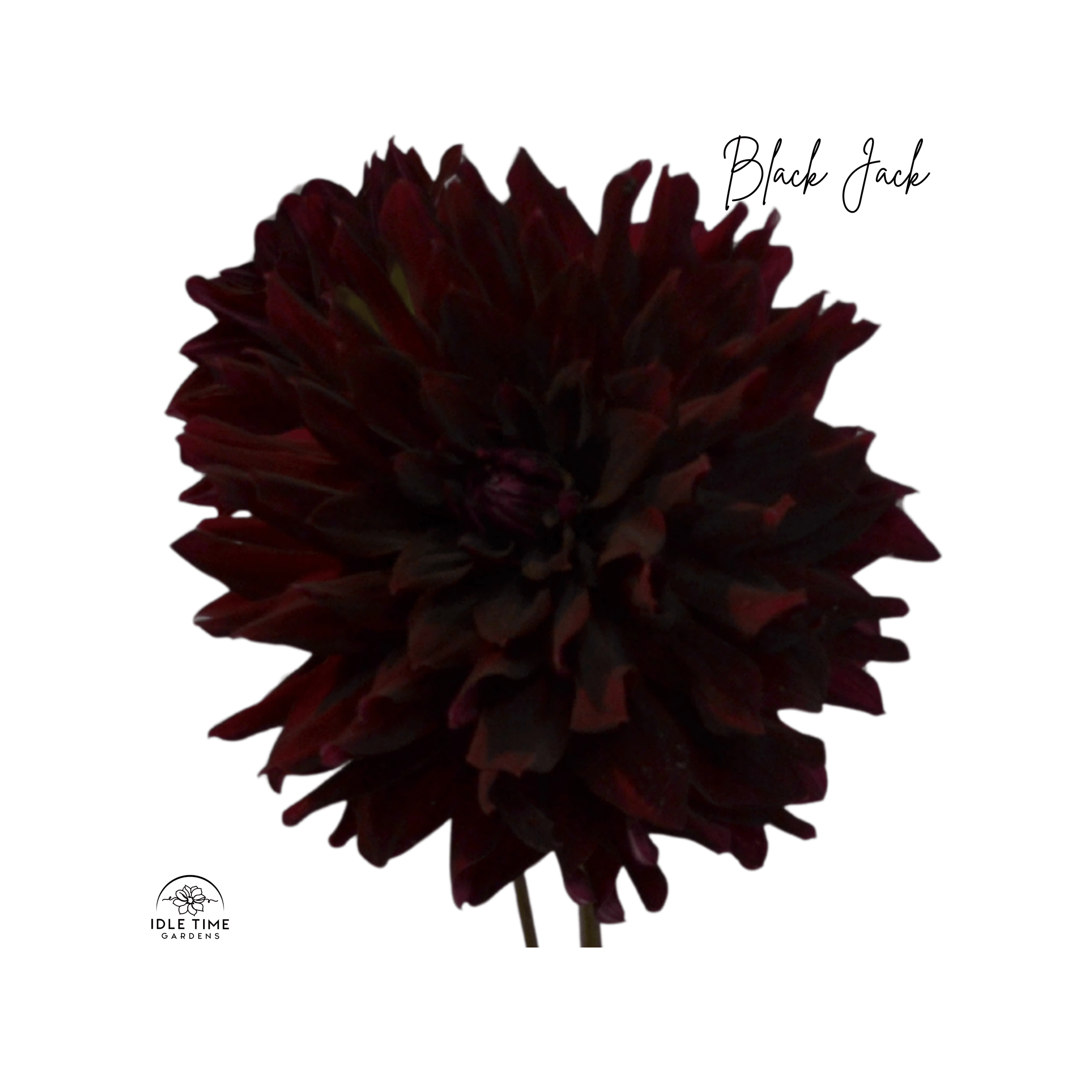 Black Jack - Single.png