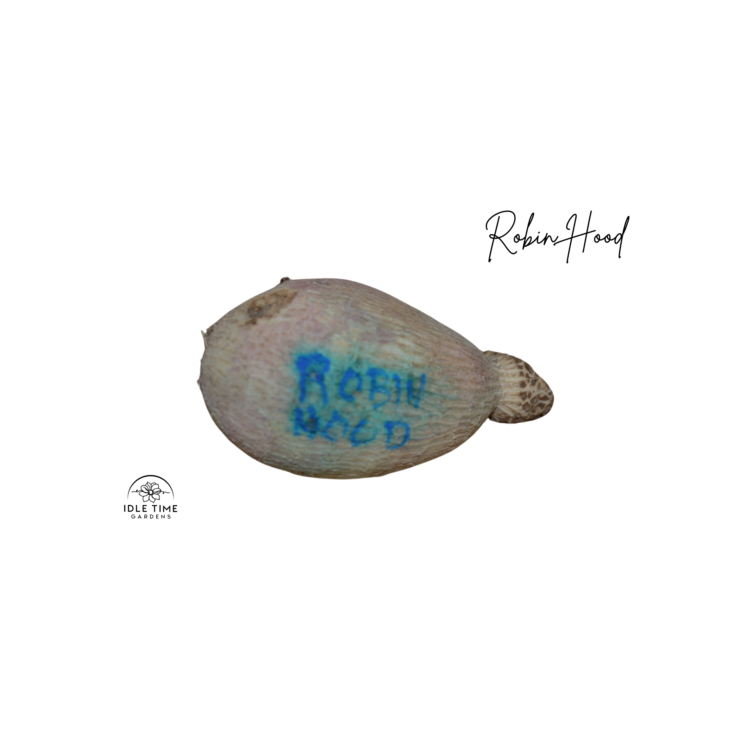 Robin Hood Tuber WT.png