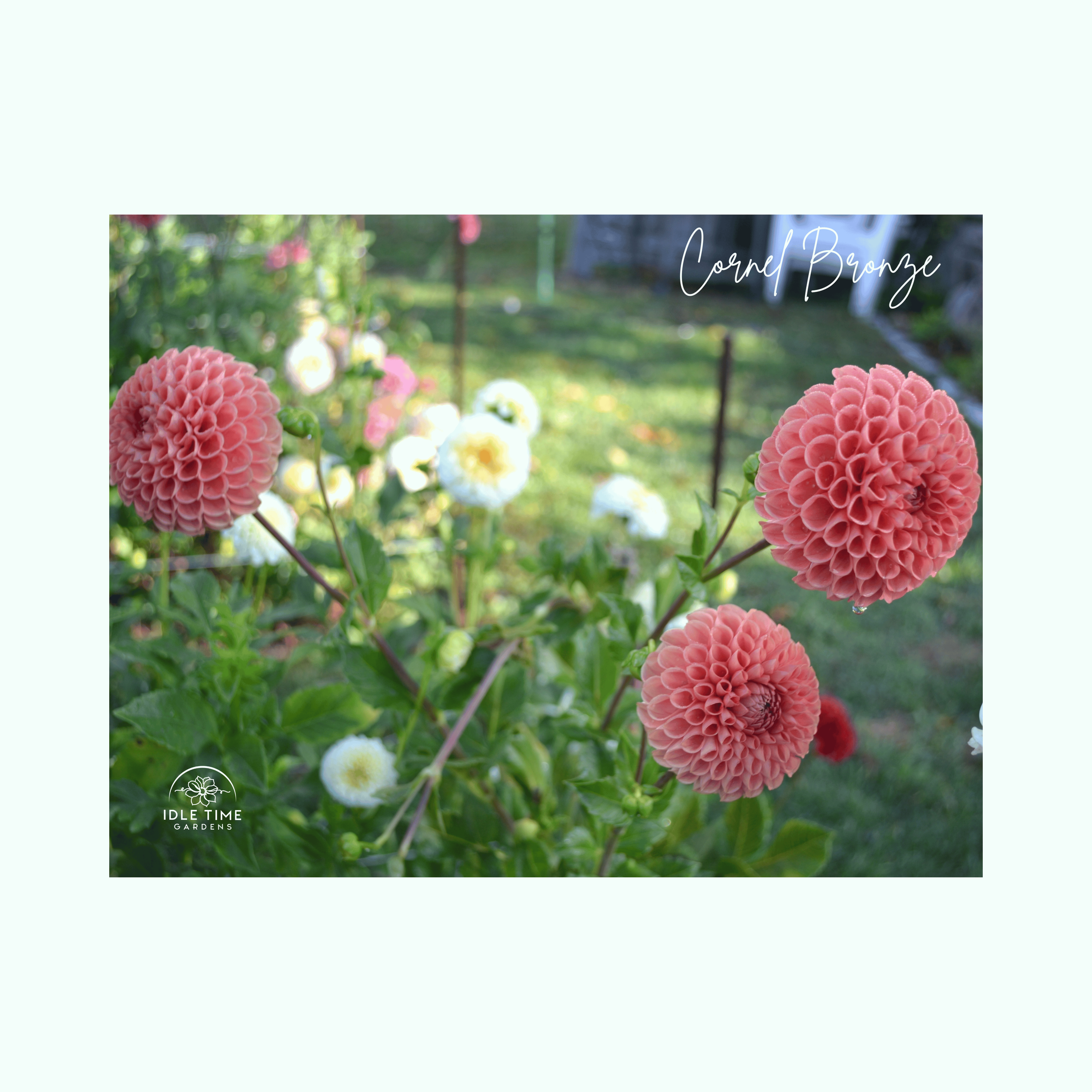 Cornel Bronze - In Field Group.png