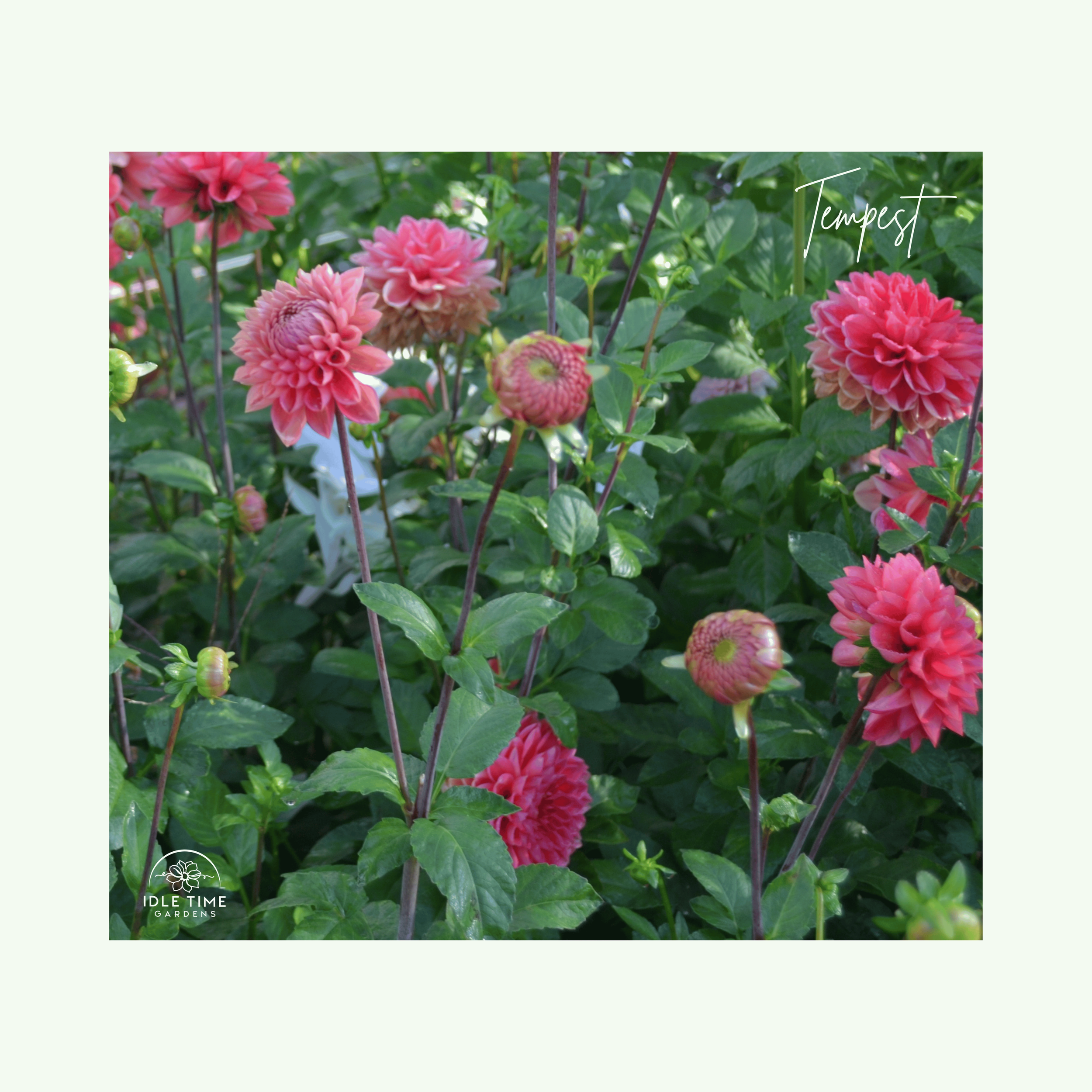 Tempest In Field Group.png