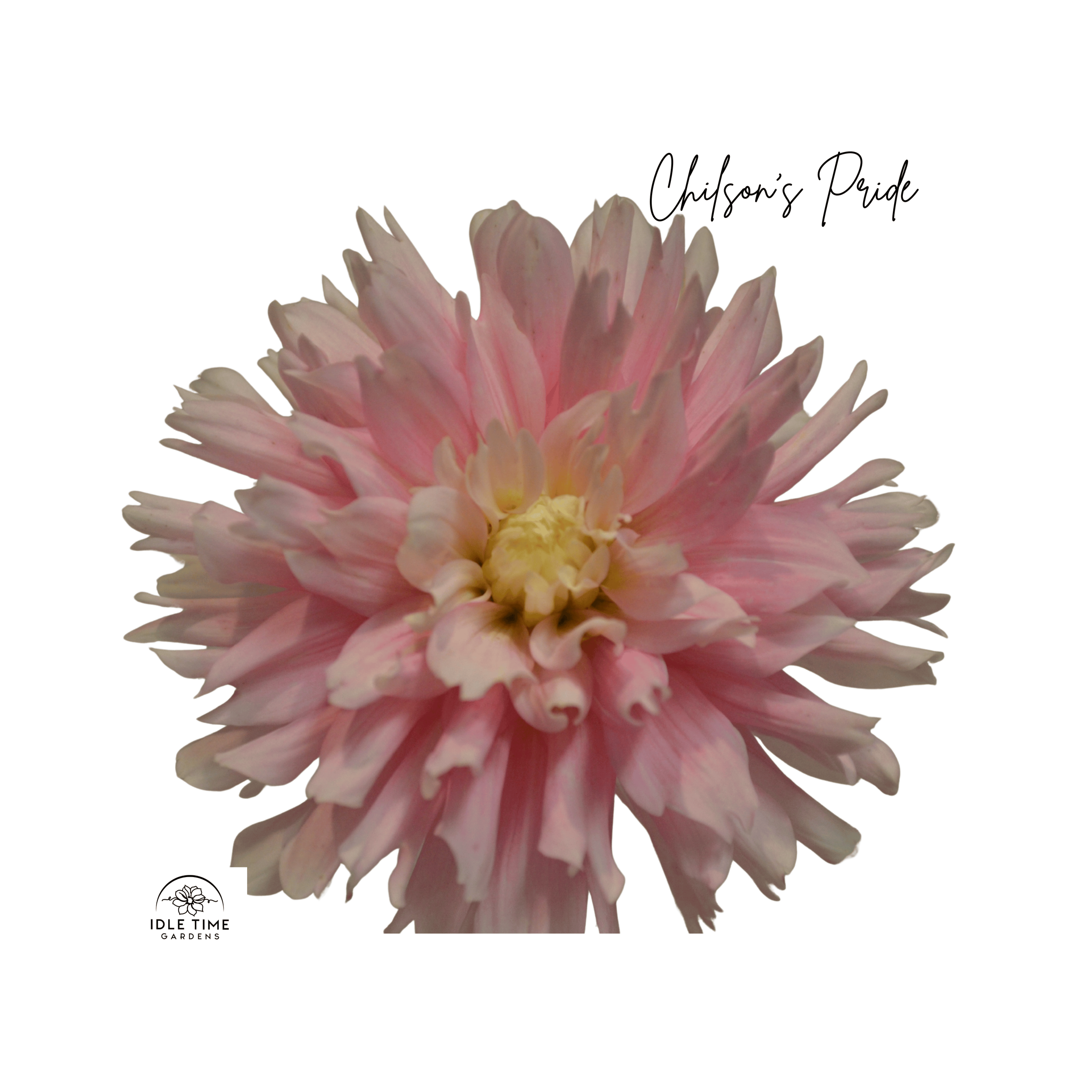 Chilson’s Pride - Single.png