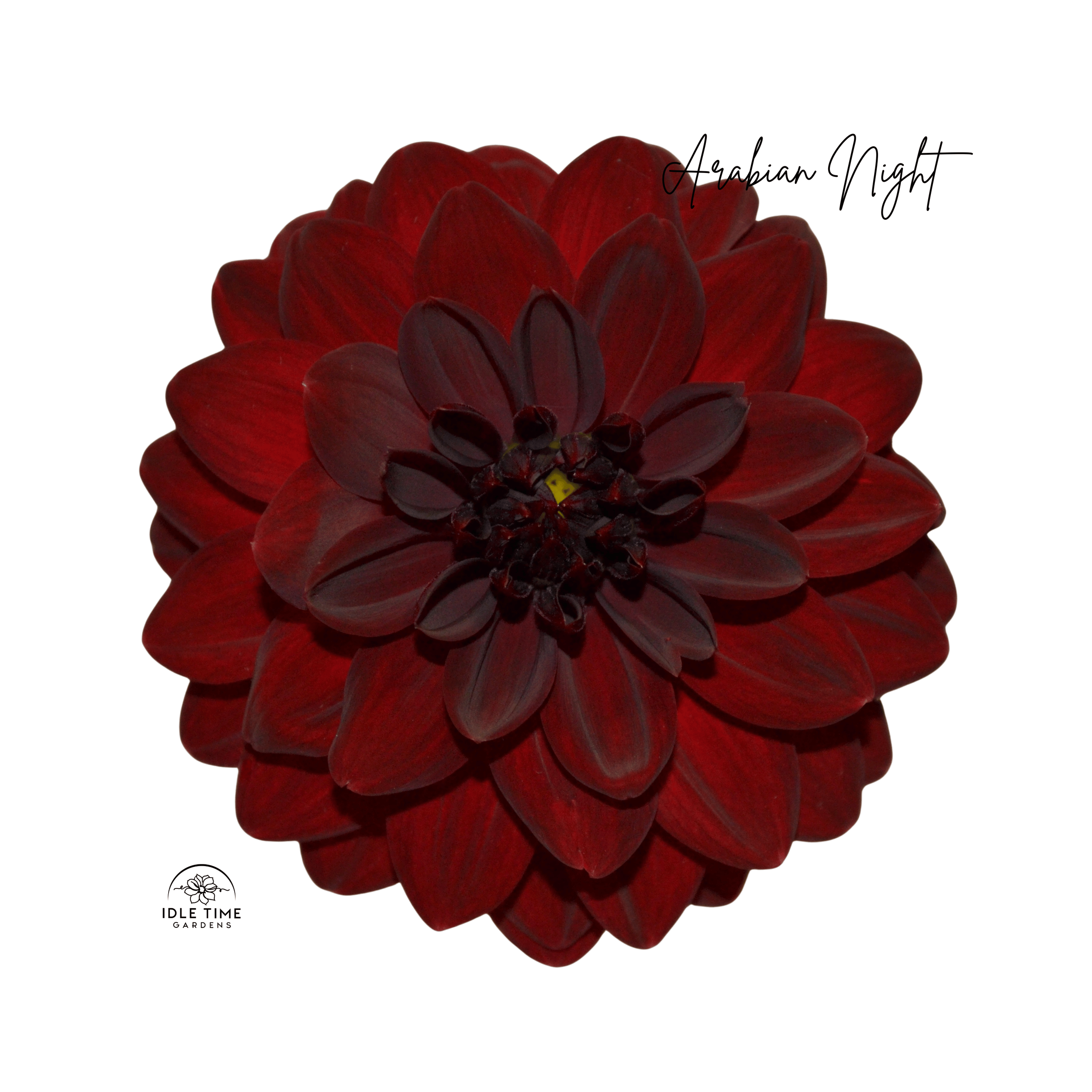 Arabian Night - Single Close Up.png