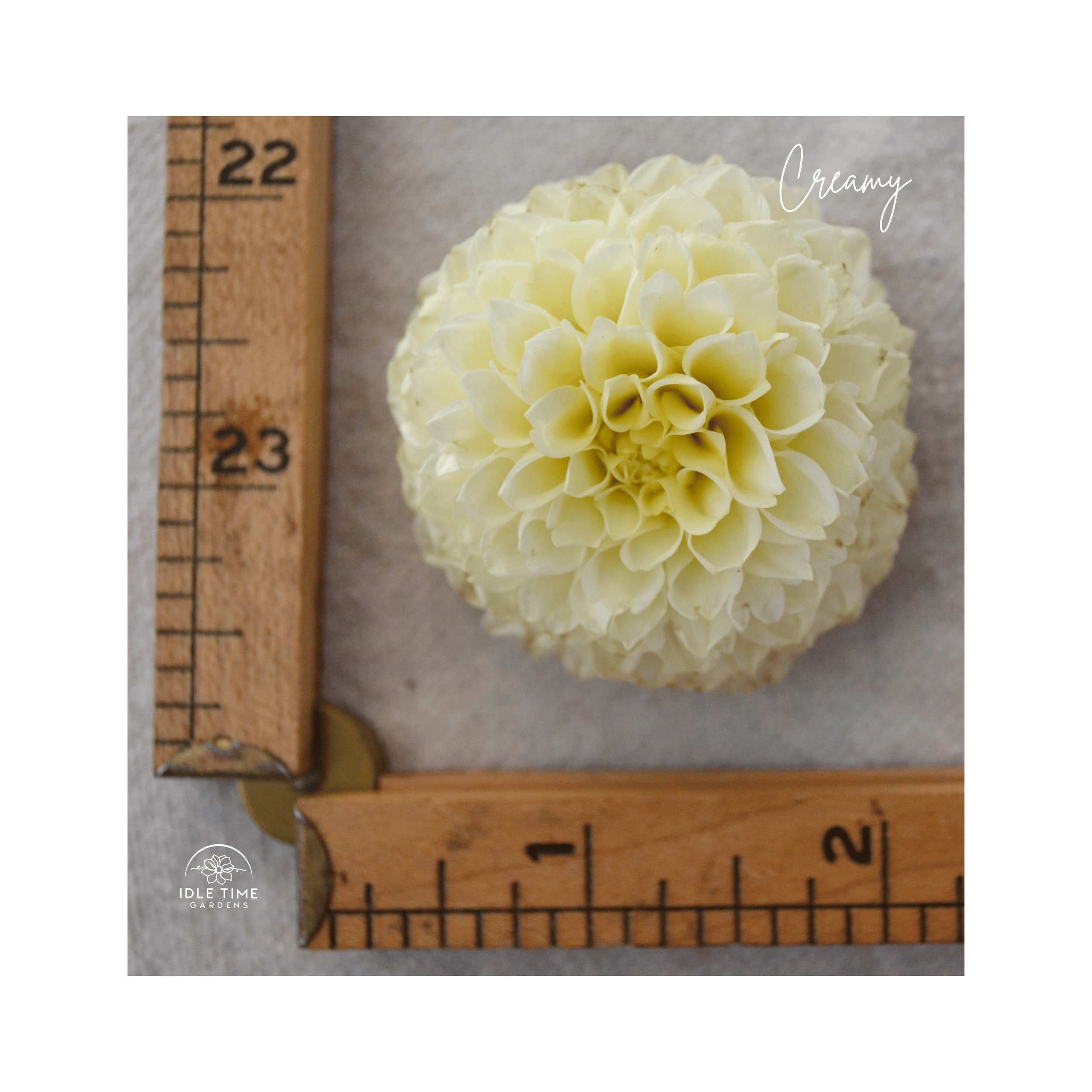 Creamy - Measure.png