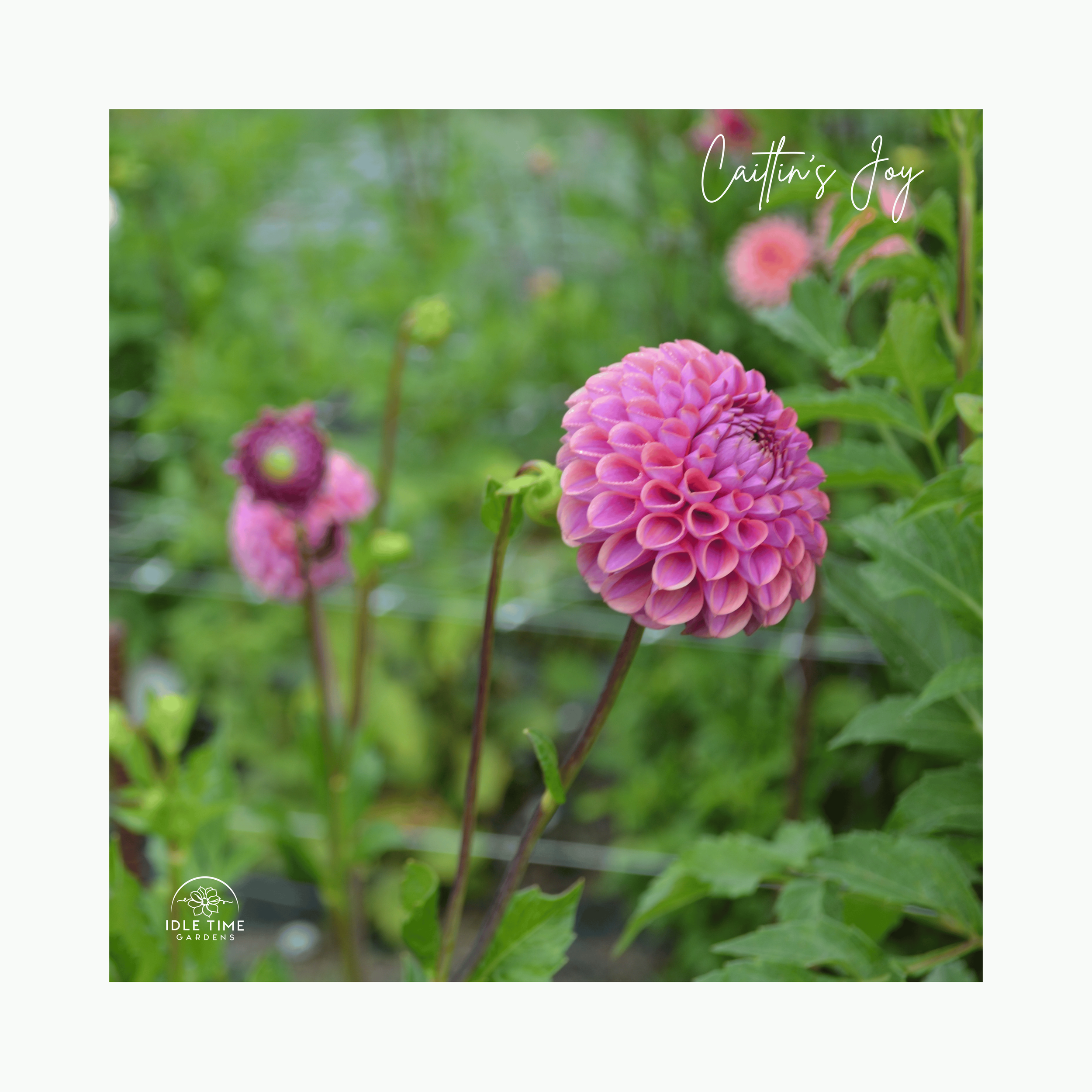 Caitlin's Joy  - In Field Group.png