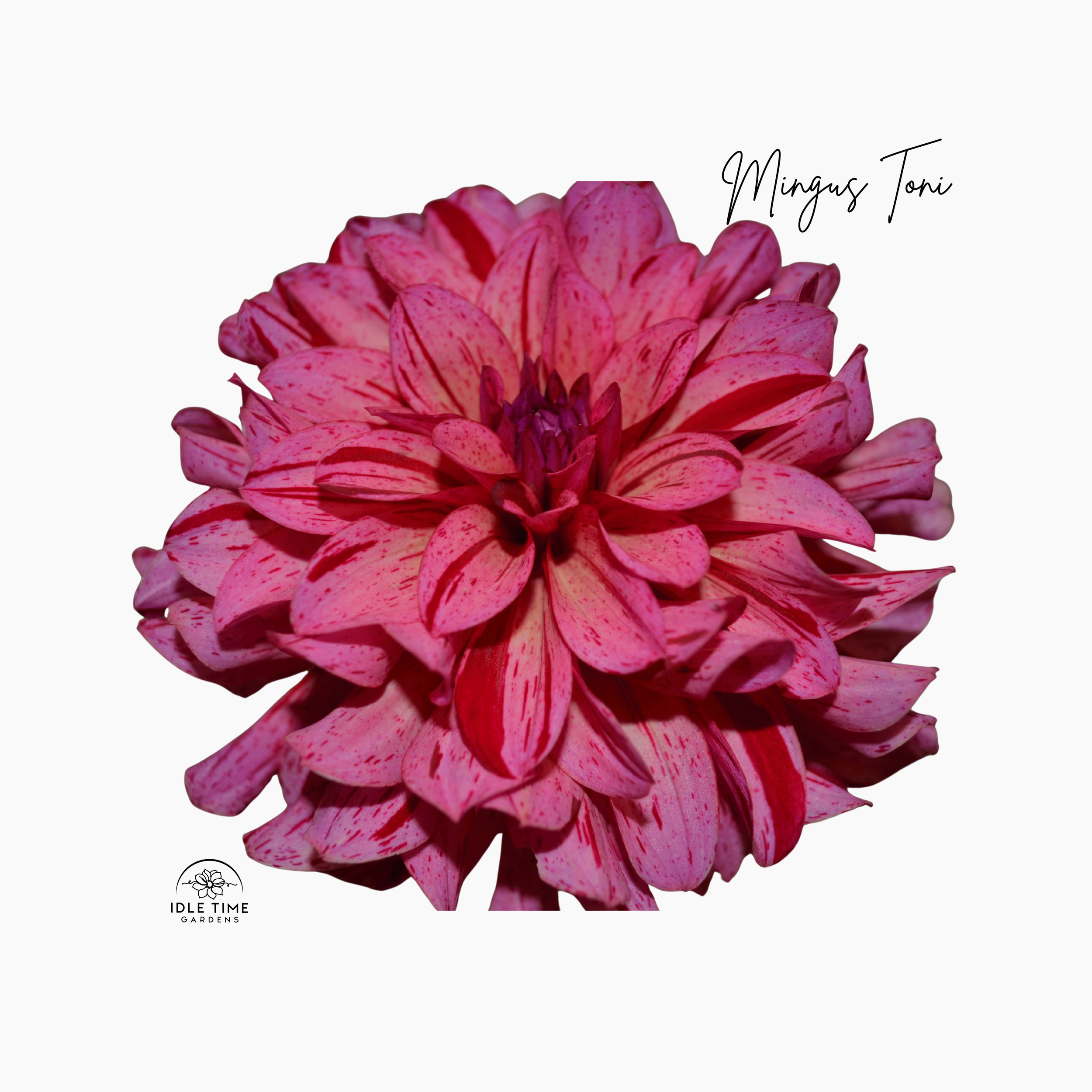 Mingus Toni - Single.png