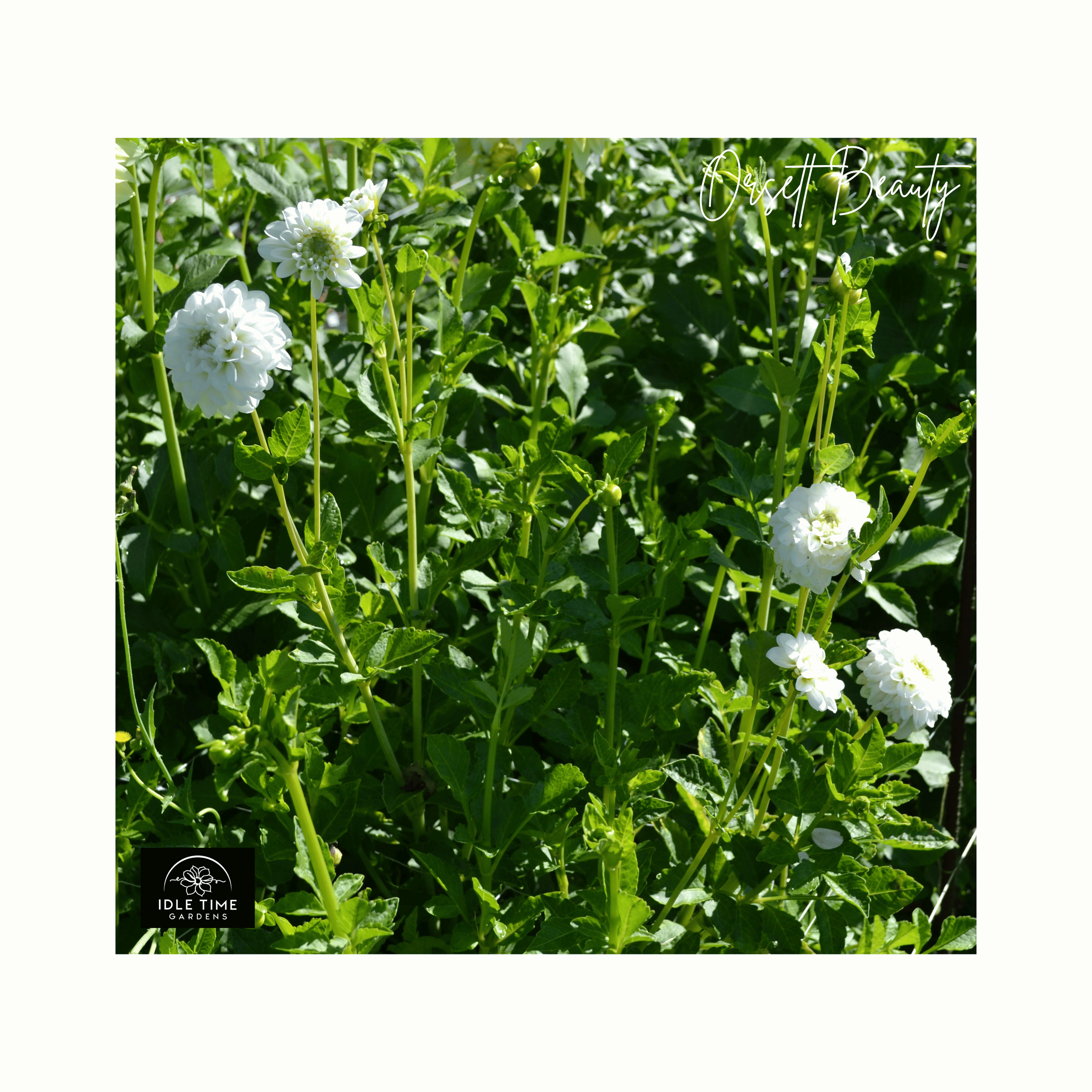 Orsett Beauty - In Field Group.png