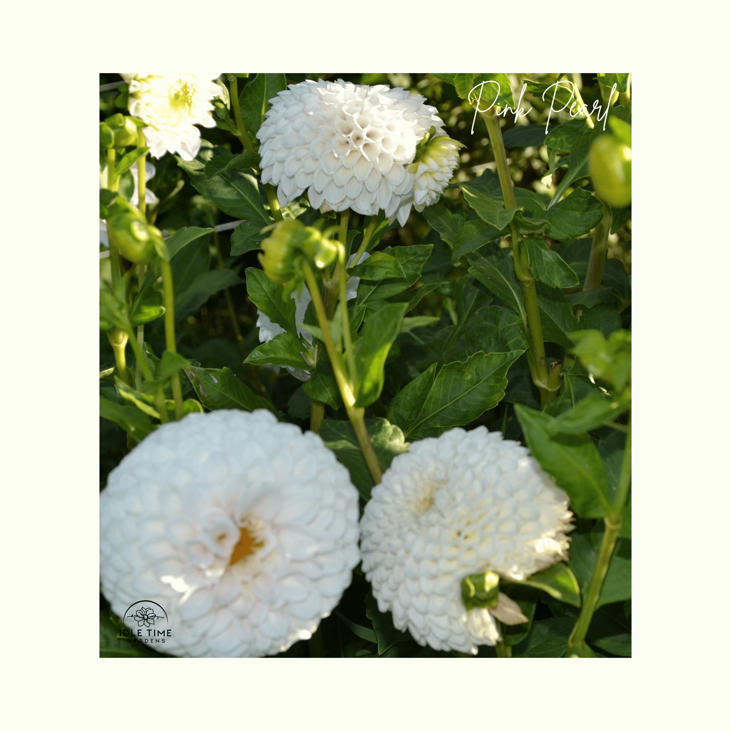 Pink Pearl - In Field Group.png