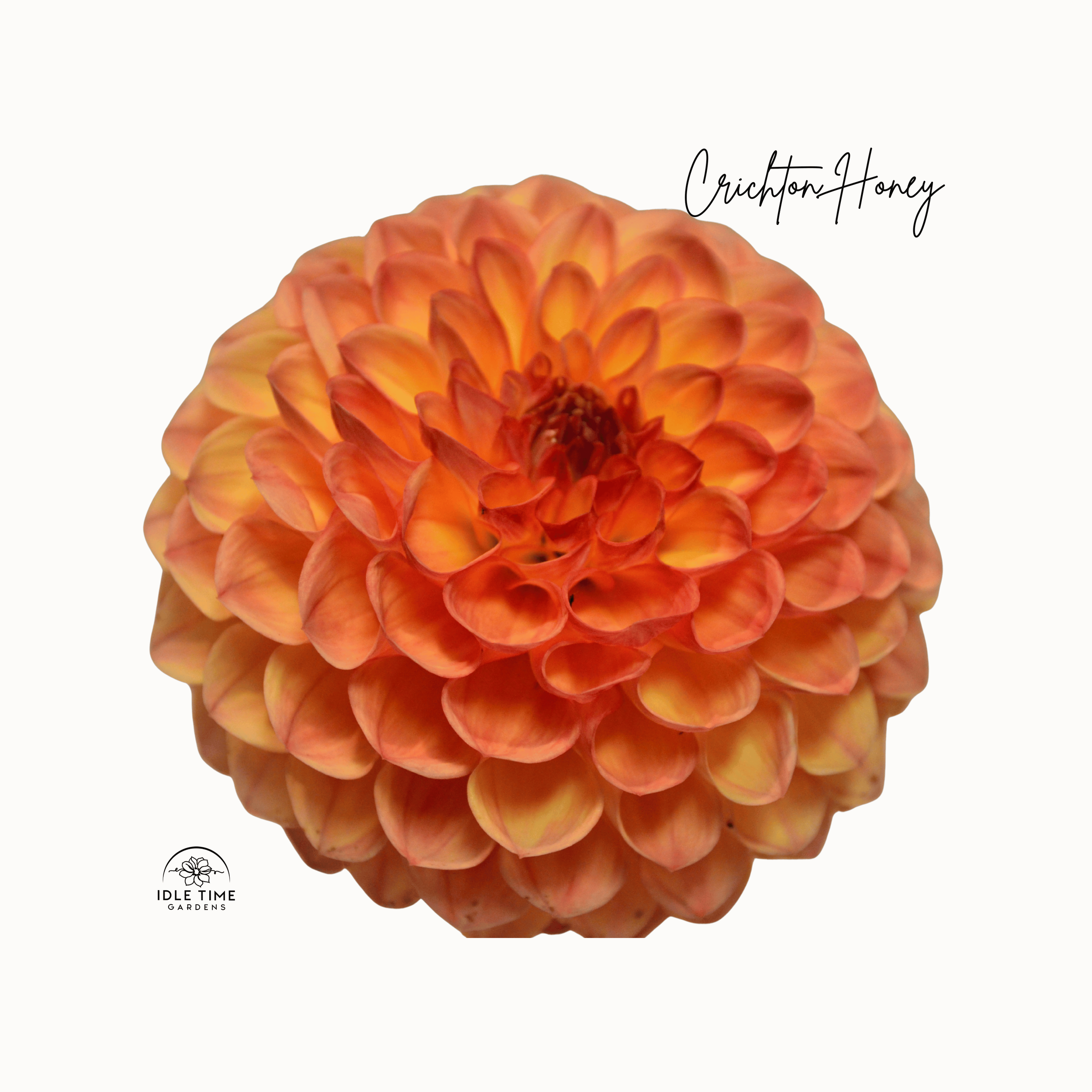 Crichton Honey - Single.png