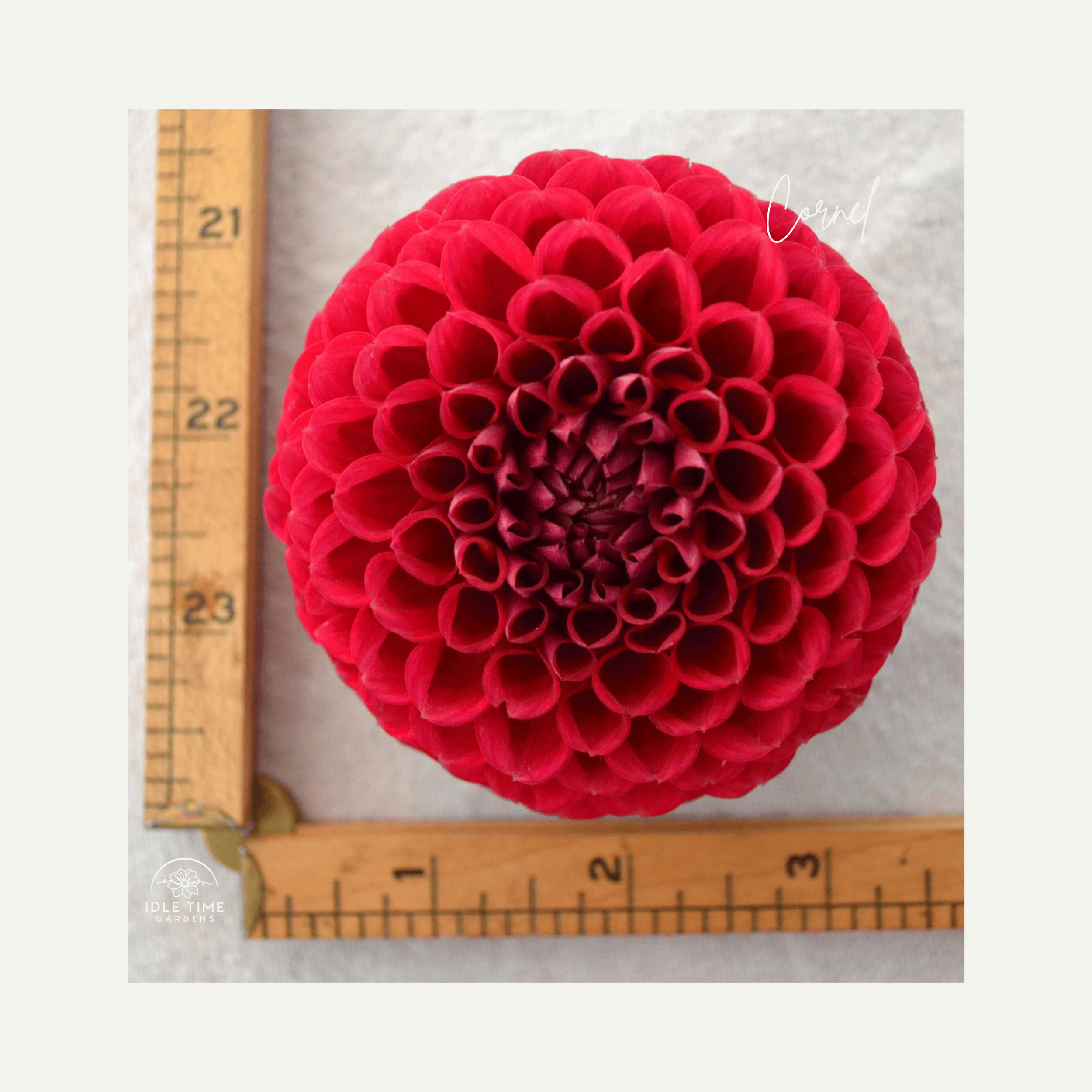 Cornel - Measure.png