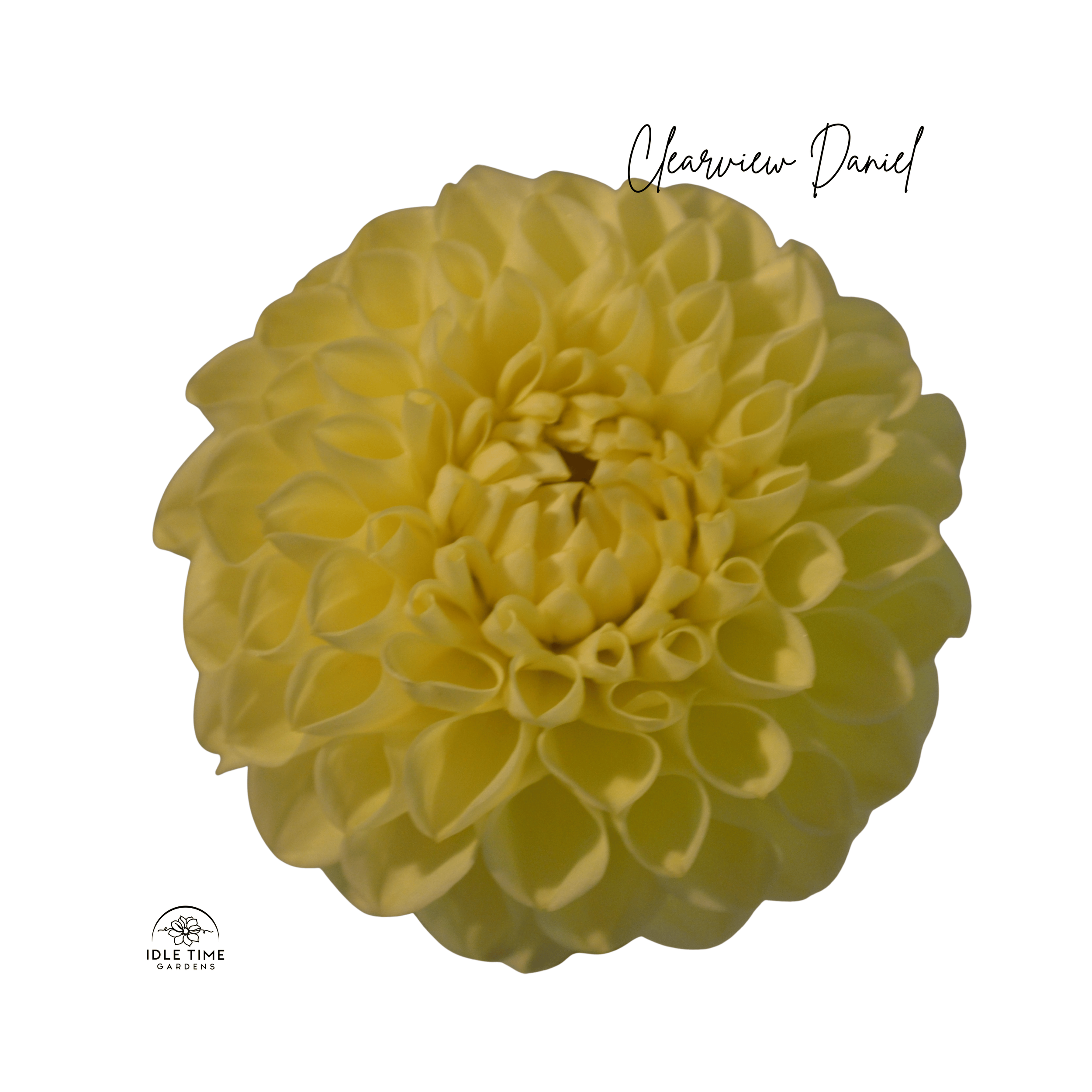 Clearview Daniel - Single.png