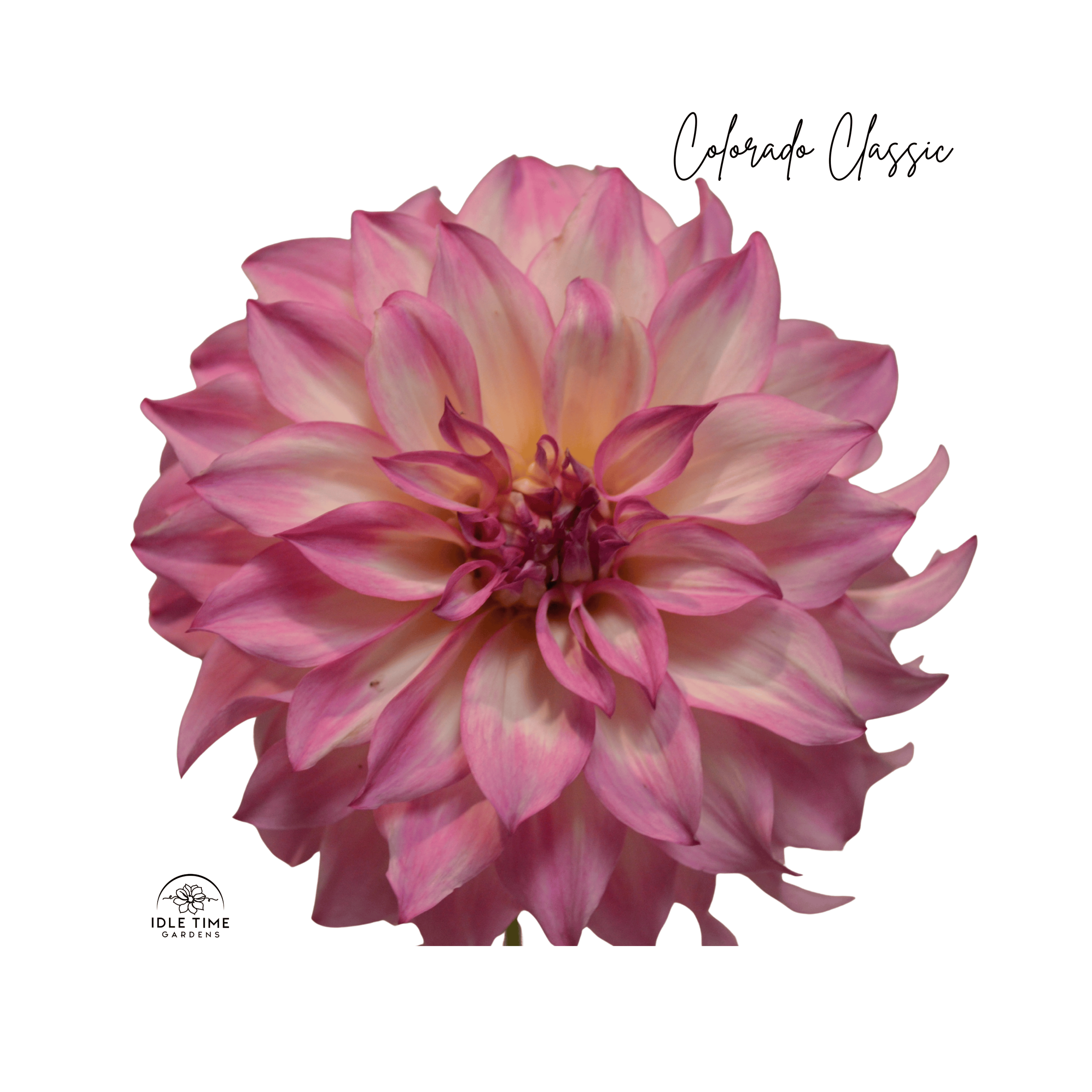Colorado Classic - Single.png